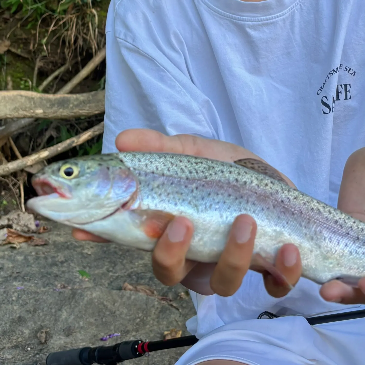 Rainbow trout caught on Fishbrain