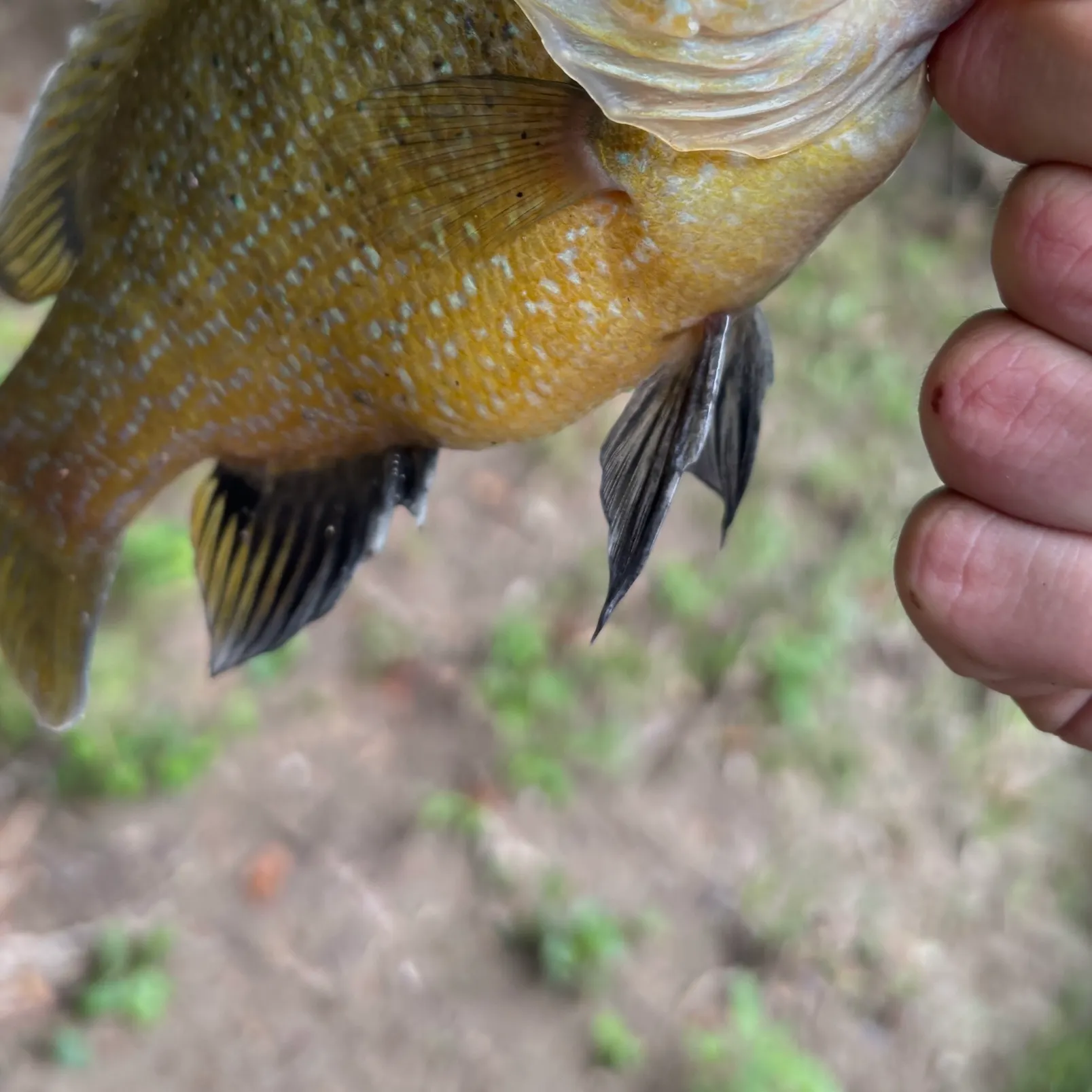 Green sunfish caught on Fishbrain