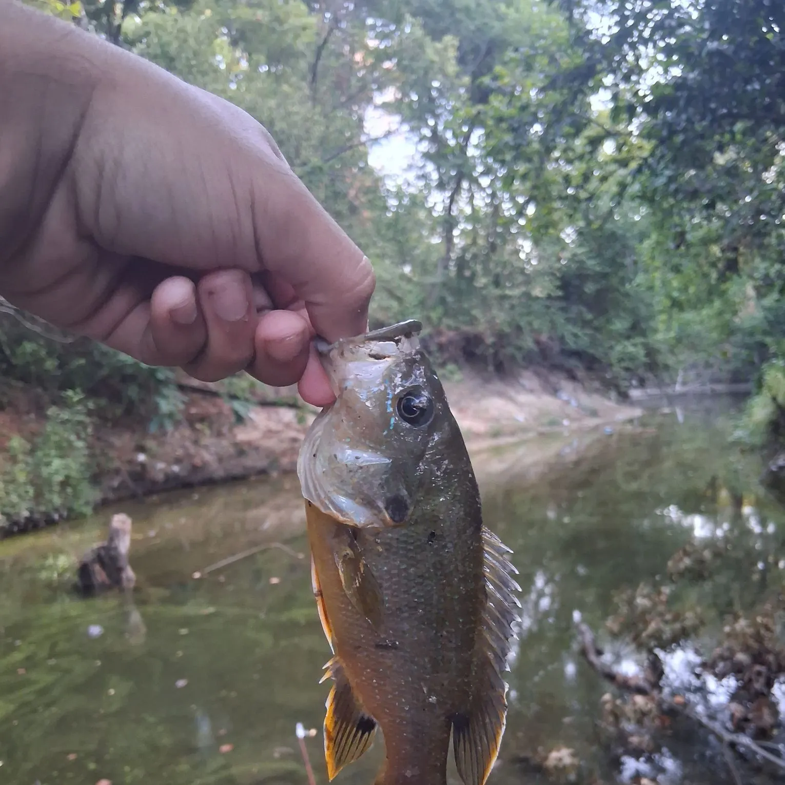 Green sunfish caught on Fishbrain