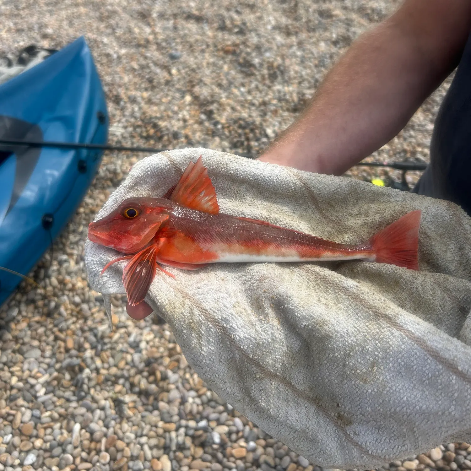 The most recent Red gurnard catches on Fishbrain