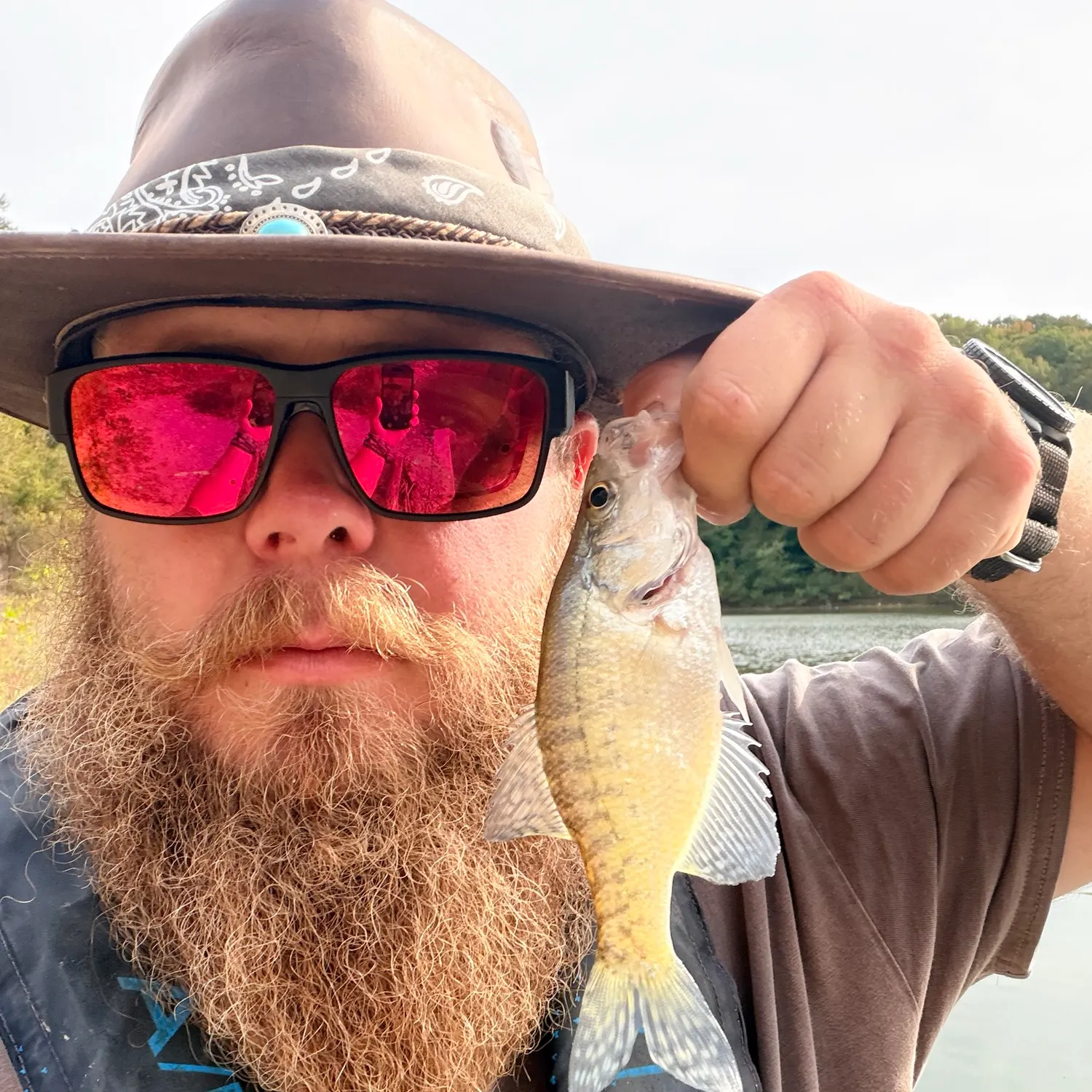 White crappie caught on Fishbrain