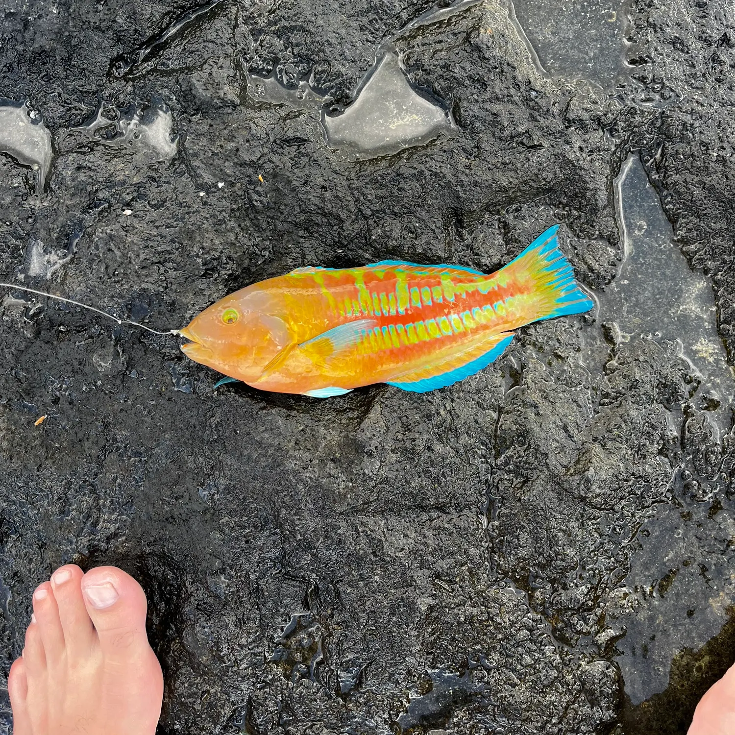 The most recent Christmas wrasse catches on Fishbrain