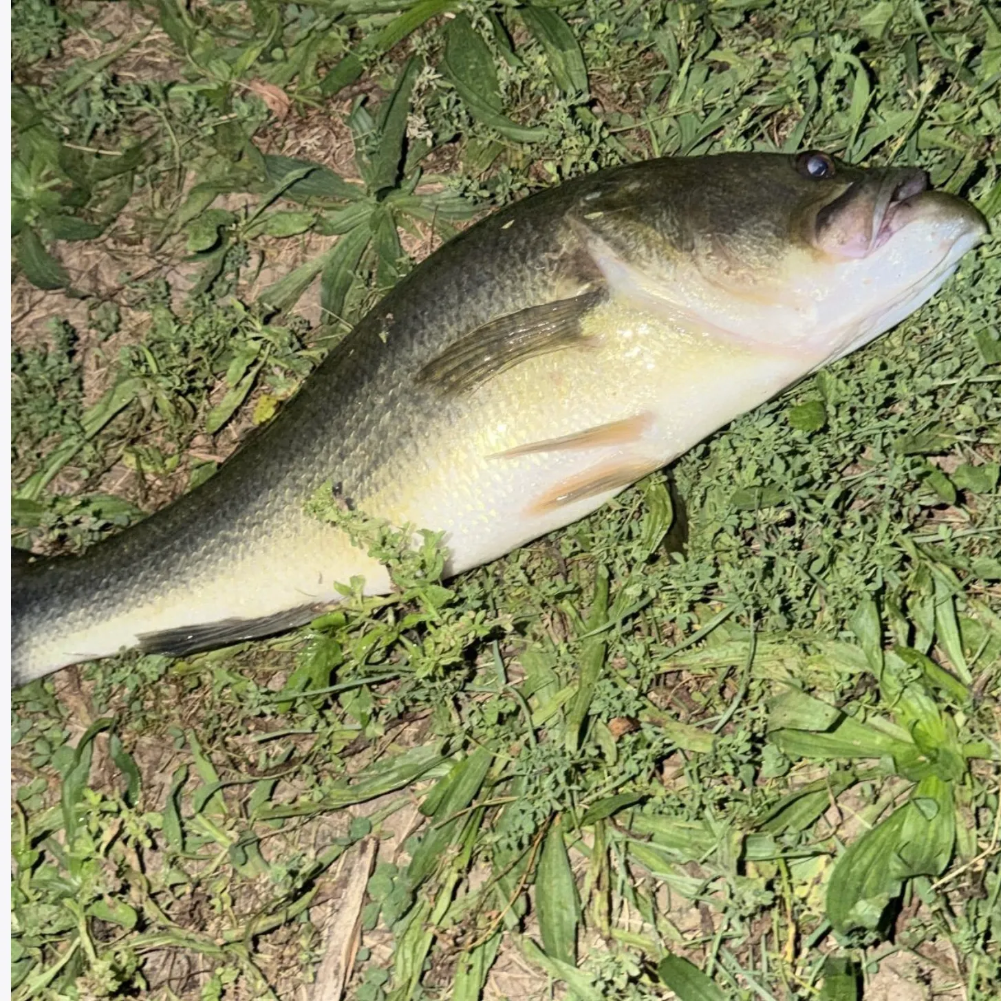 Largemouth bass caught on Fishbrain
