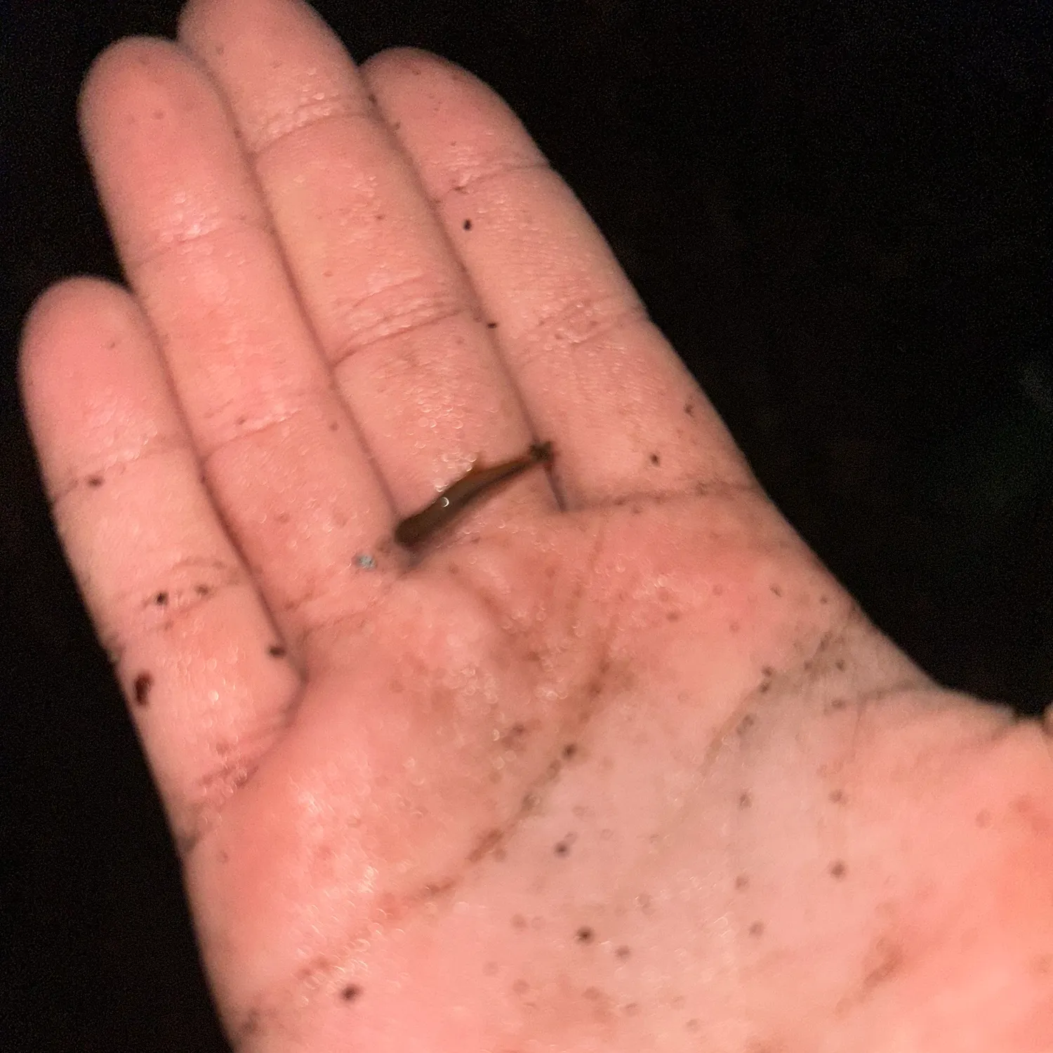 The most recent Eastern blacknose dace catches on Fishbrain