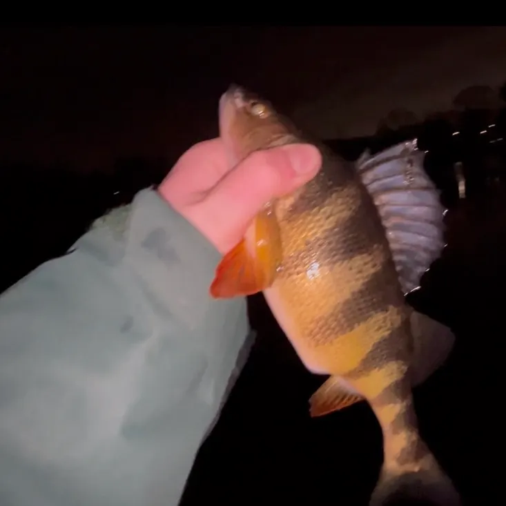 The most recent Yellow perch catches on Fishbrain
