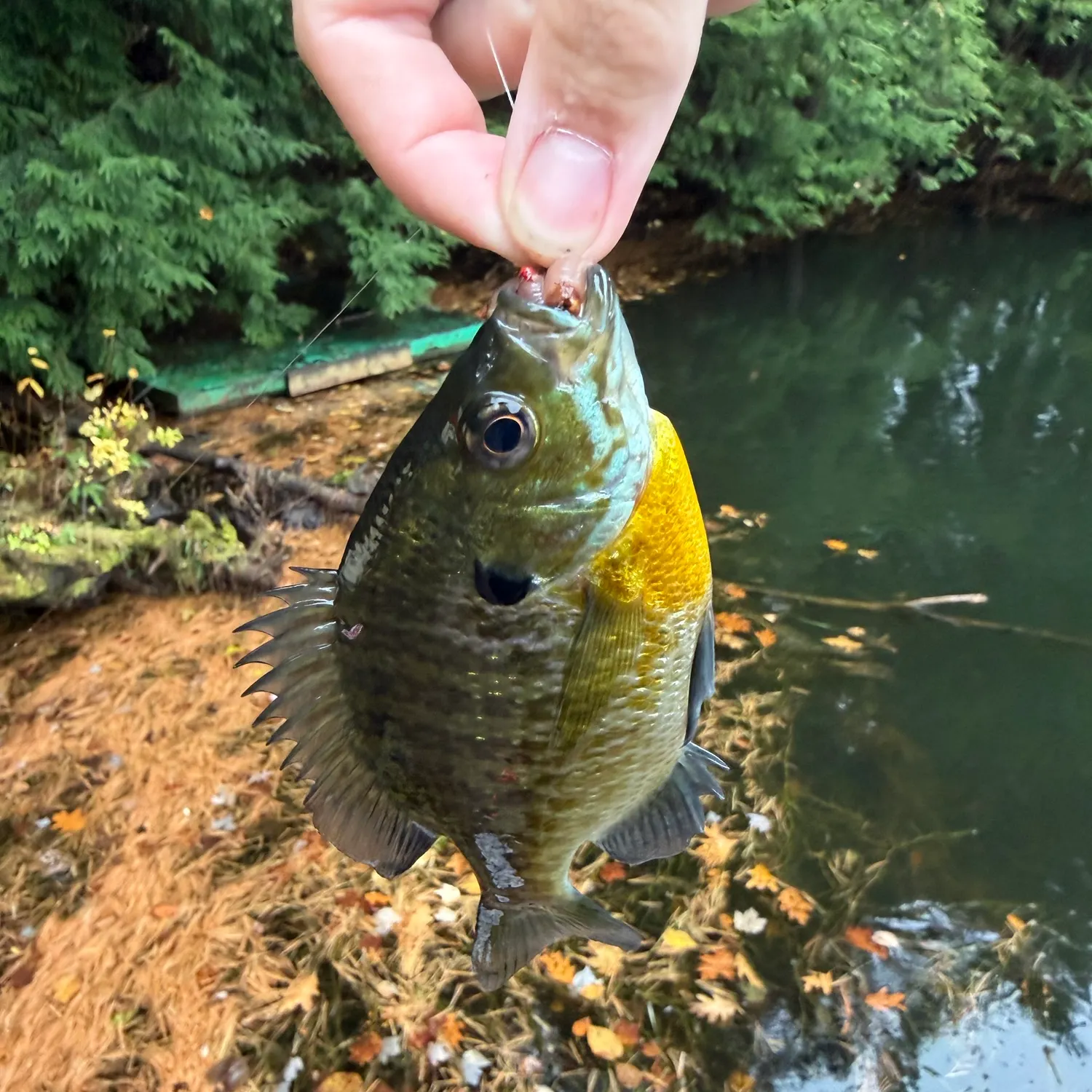 Bluegill caught on Fishbrain