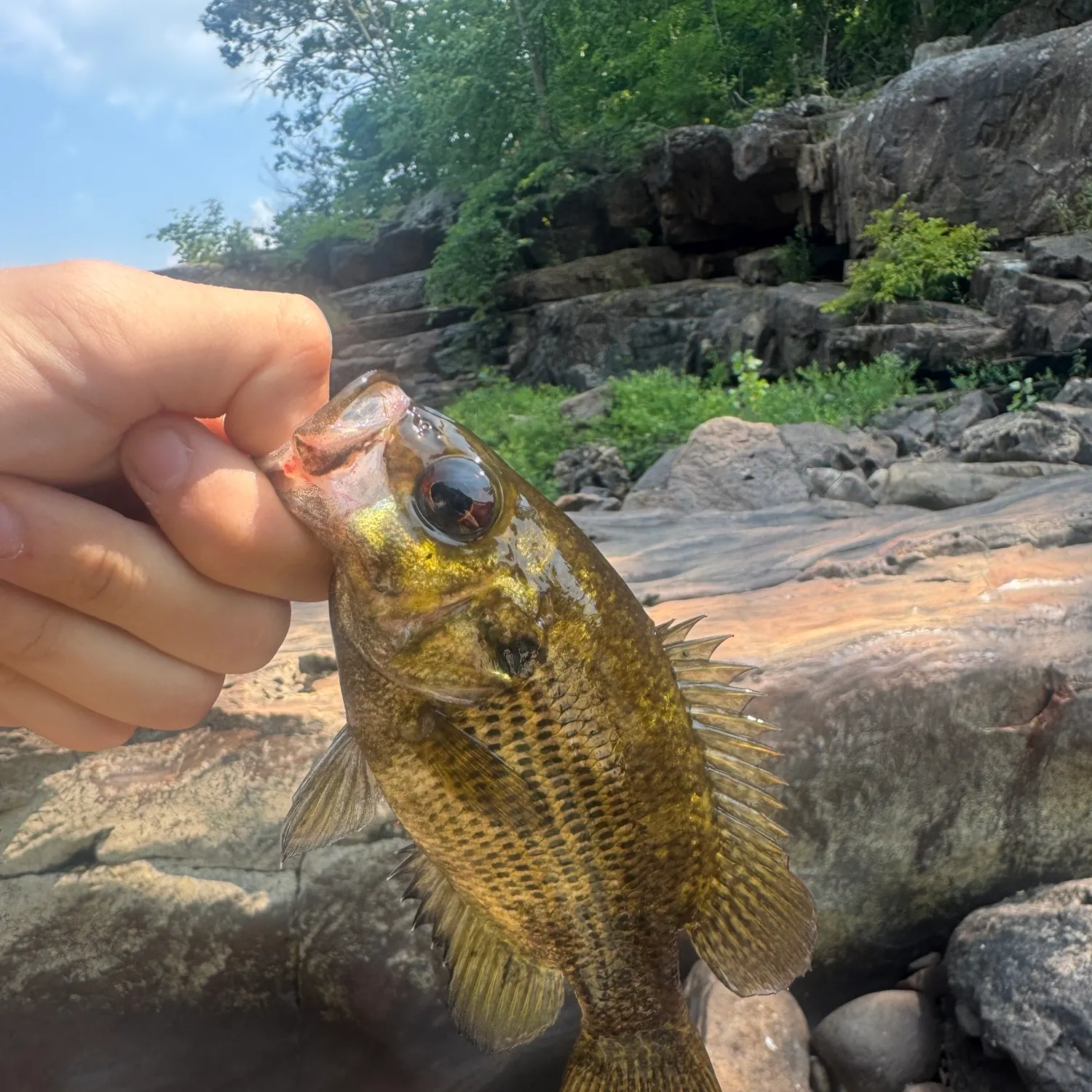 catch