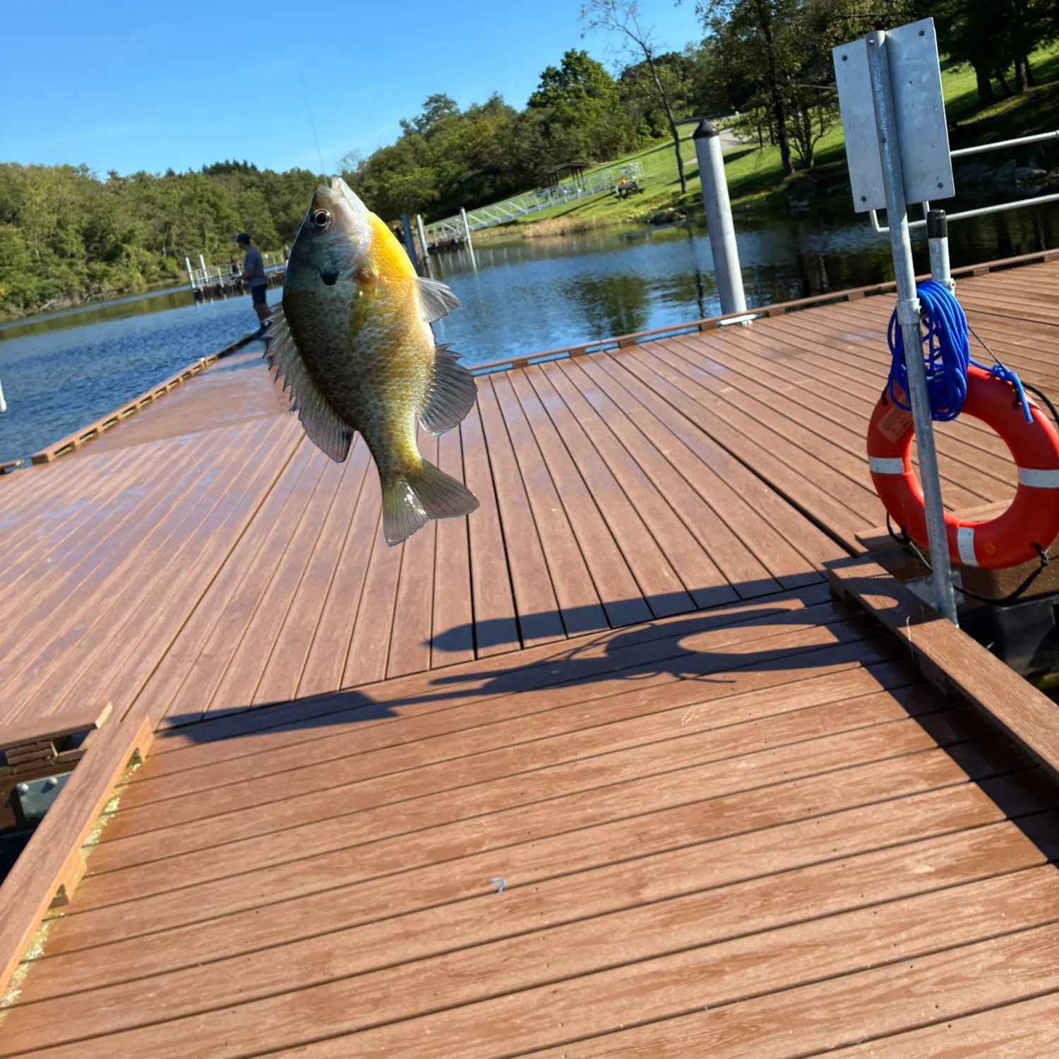 Bluegill caught on Fishbrain