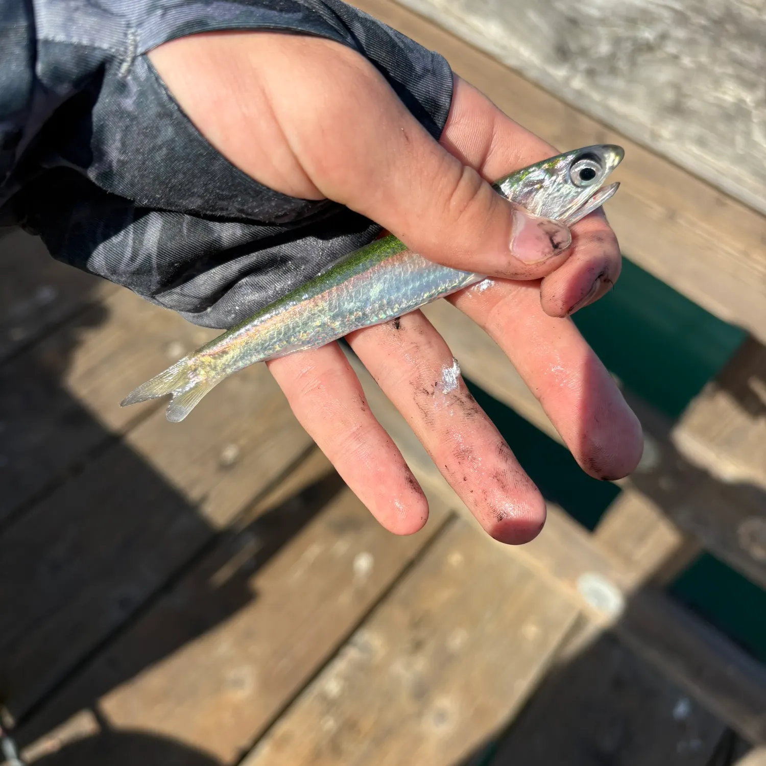 Northern anchovy caught on Fishbrain
