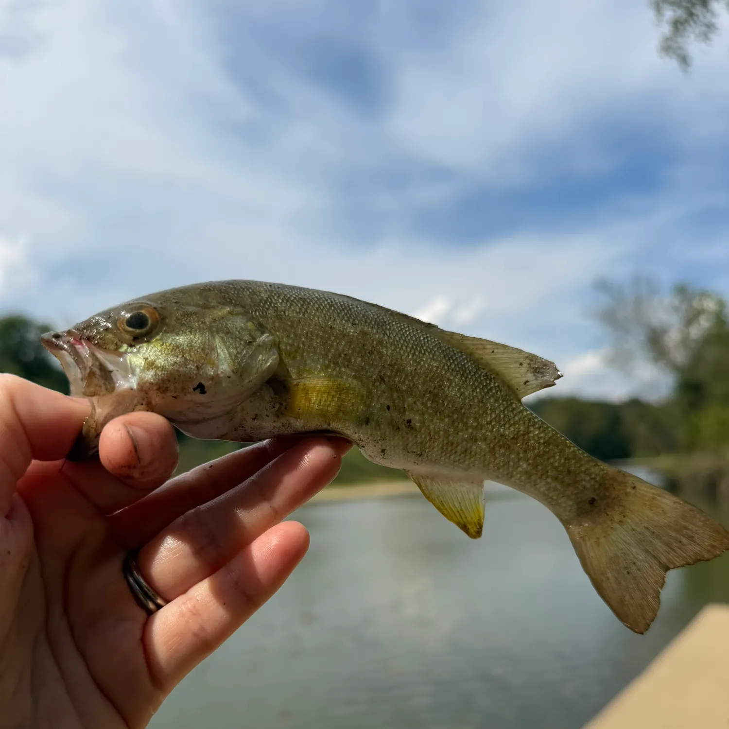 Smallmouth bass caught on Fishbrain