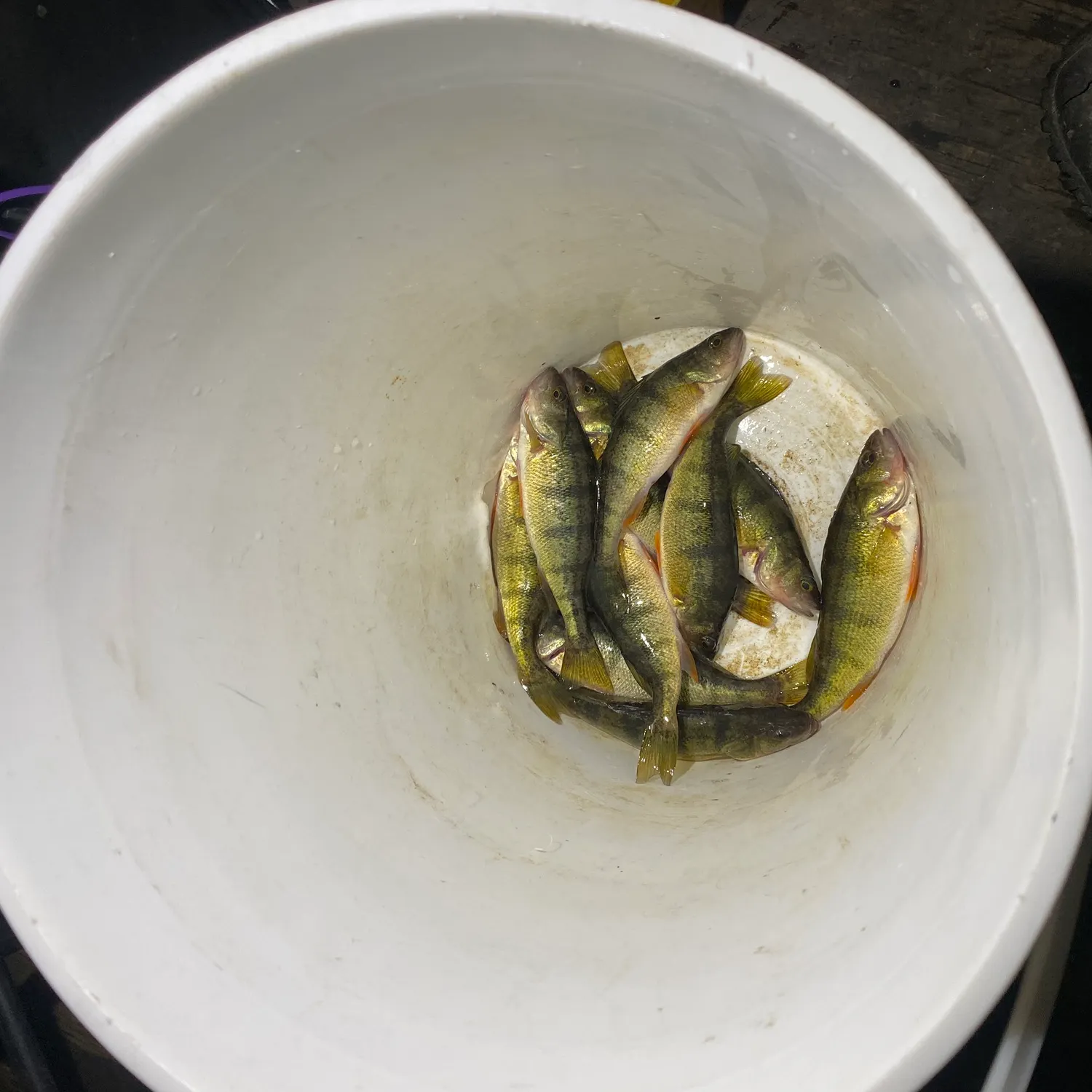 The most recent Yellow perch catches on Fishbrain