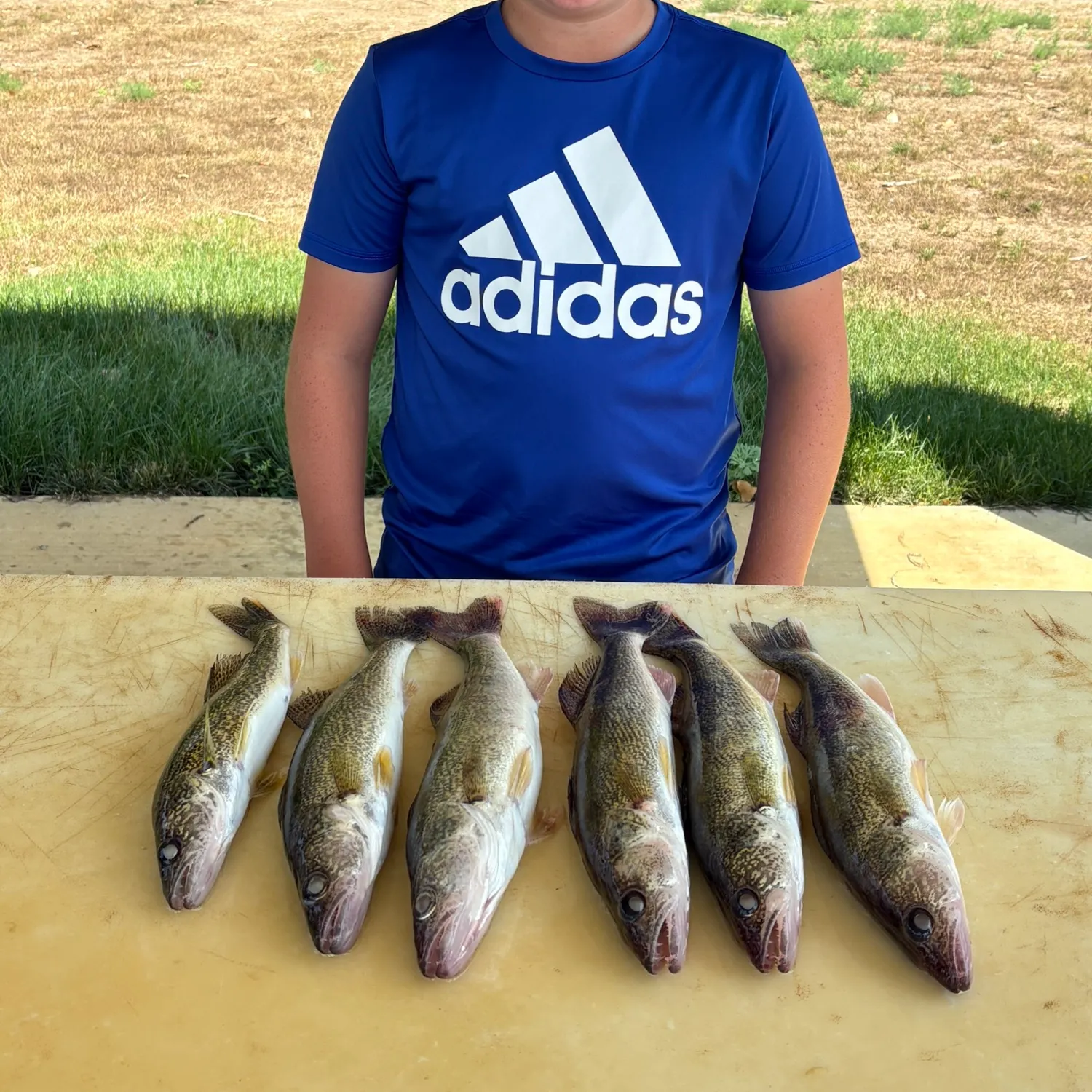 Walleye caught on Fishbrain