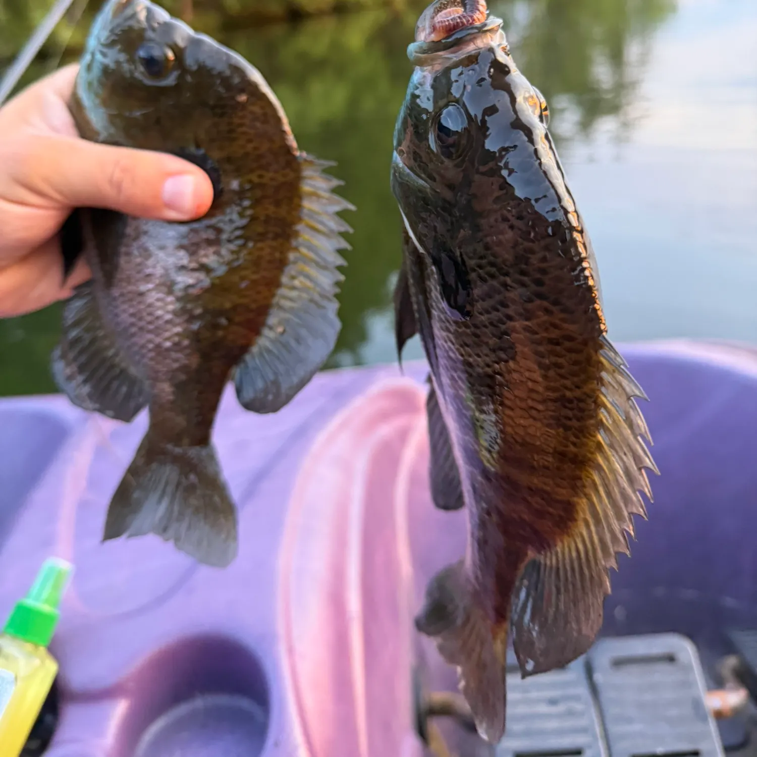 recently logged catches