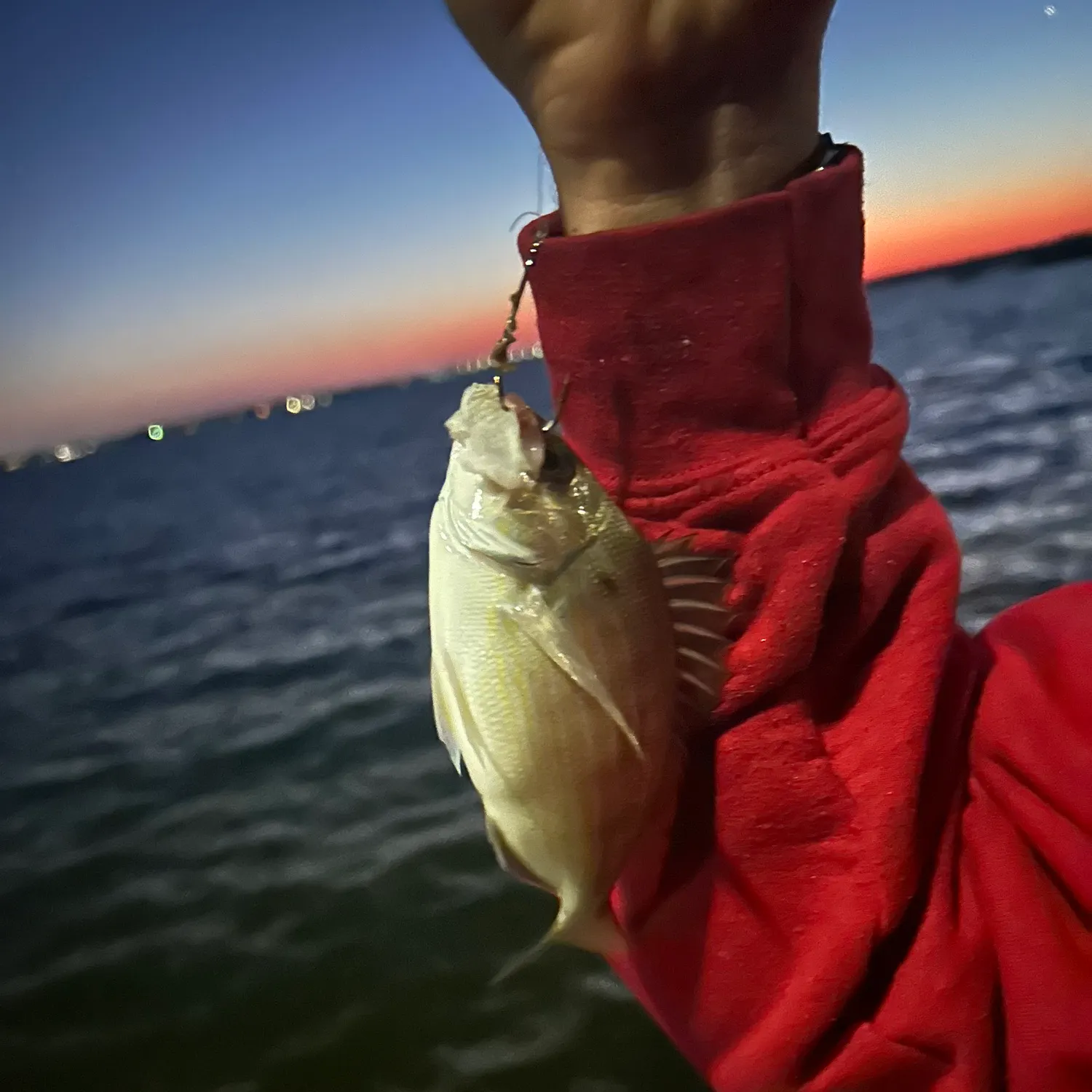 The most recent Pinfish catches on Fishbrain