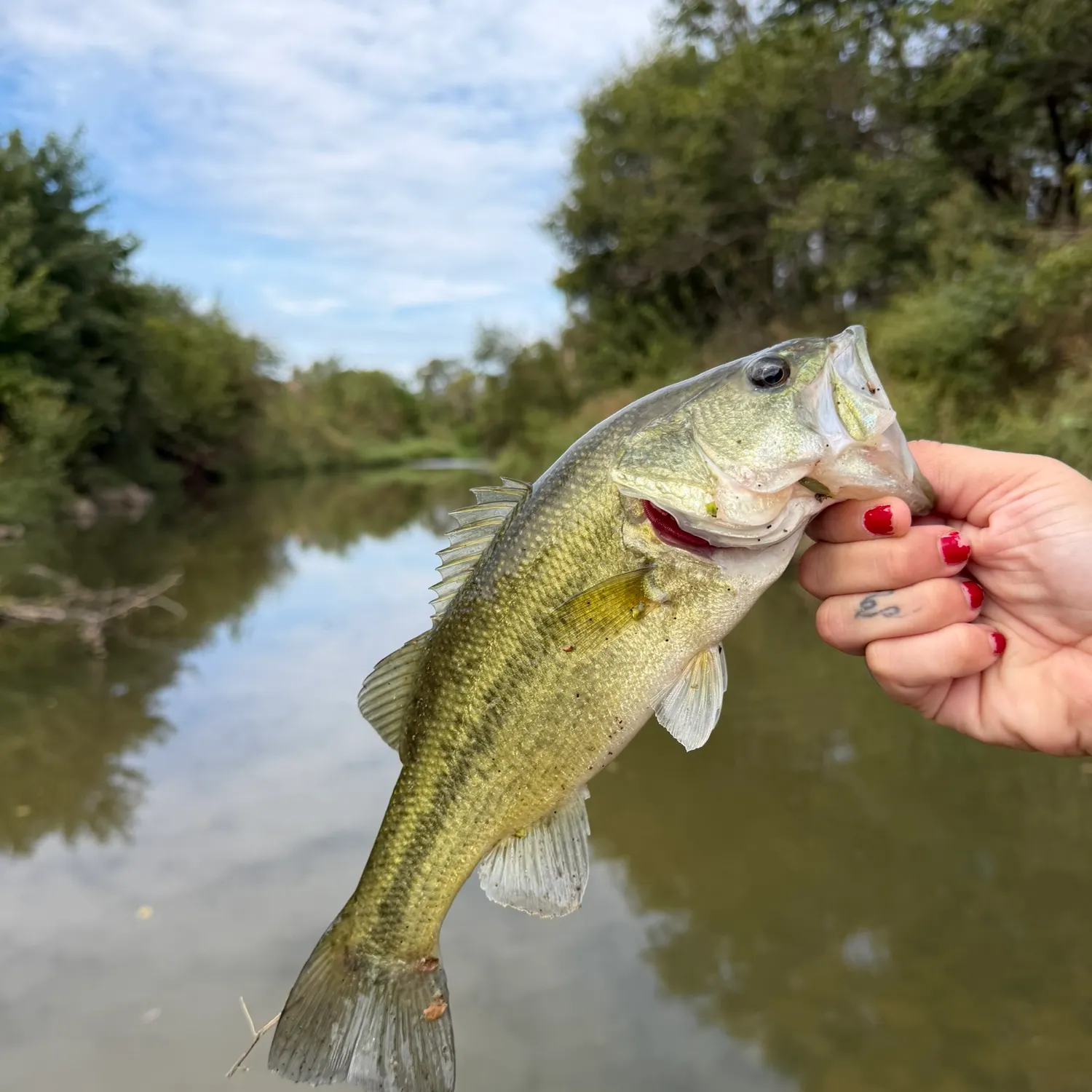 Largemouth bass caught on Fishbrain