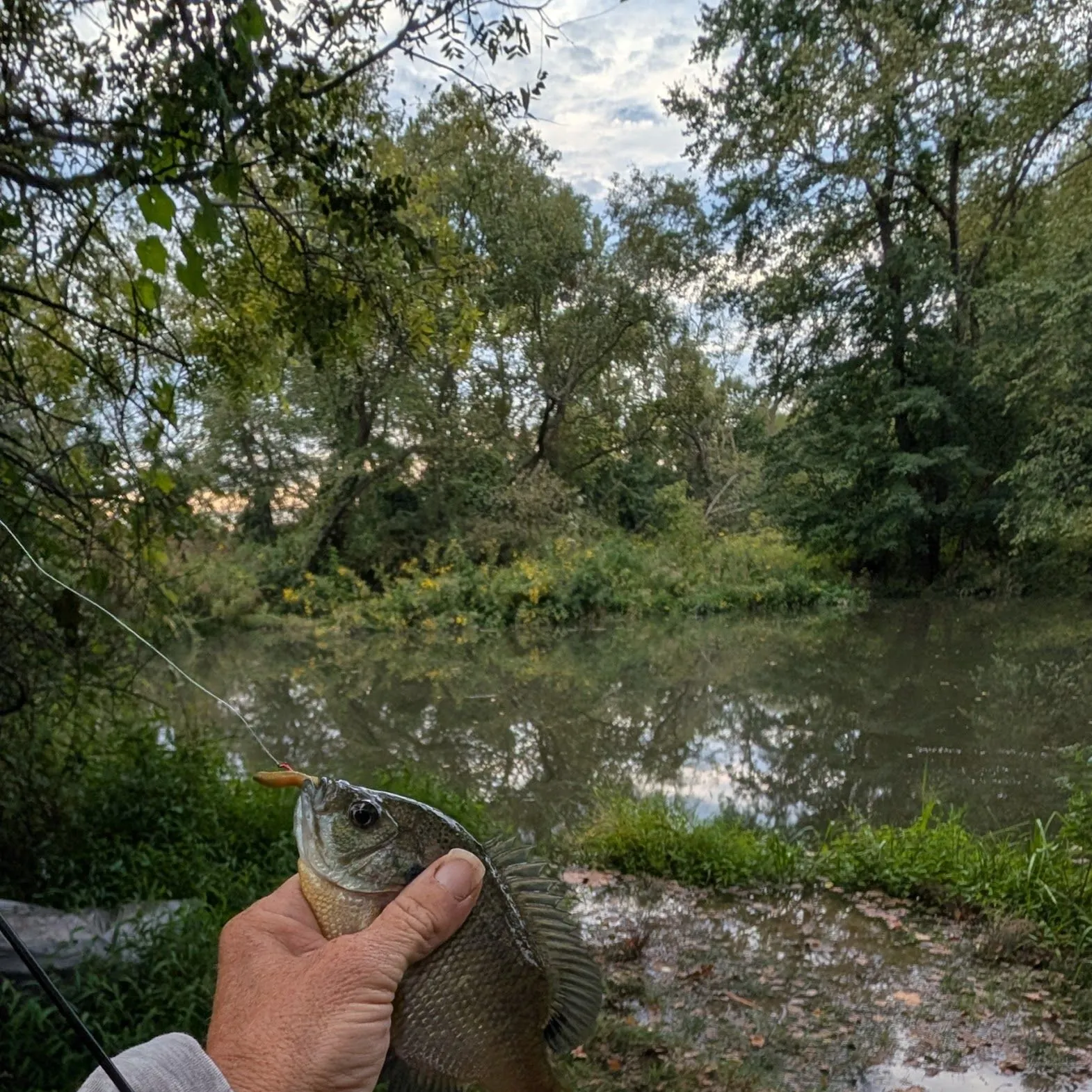 Bluegill caught on Fishbrain