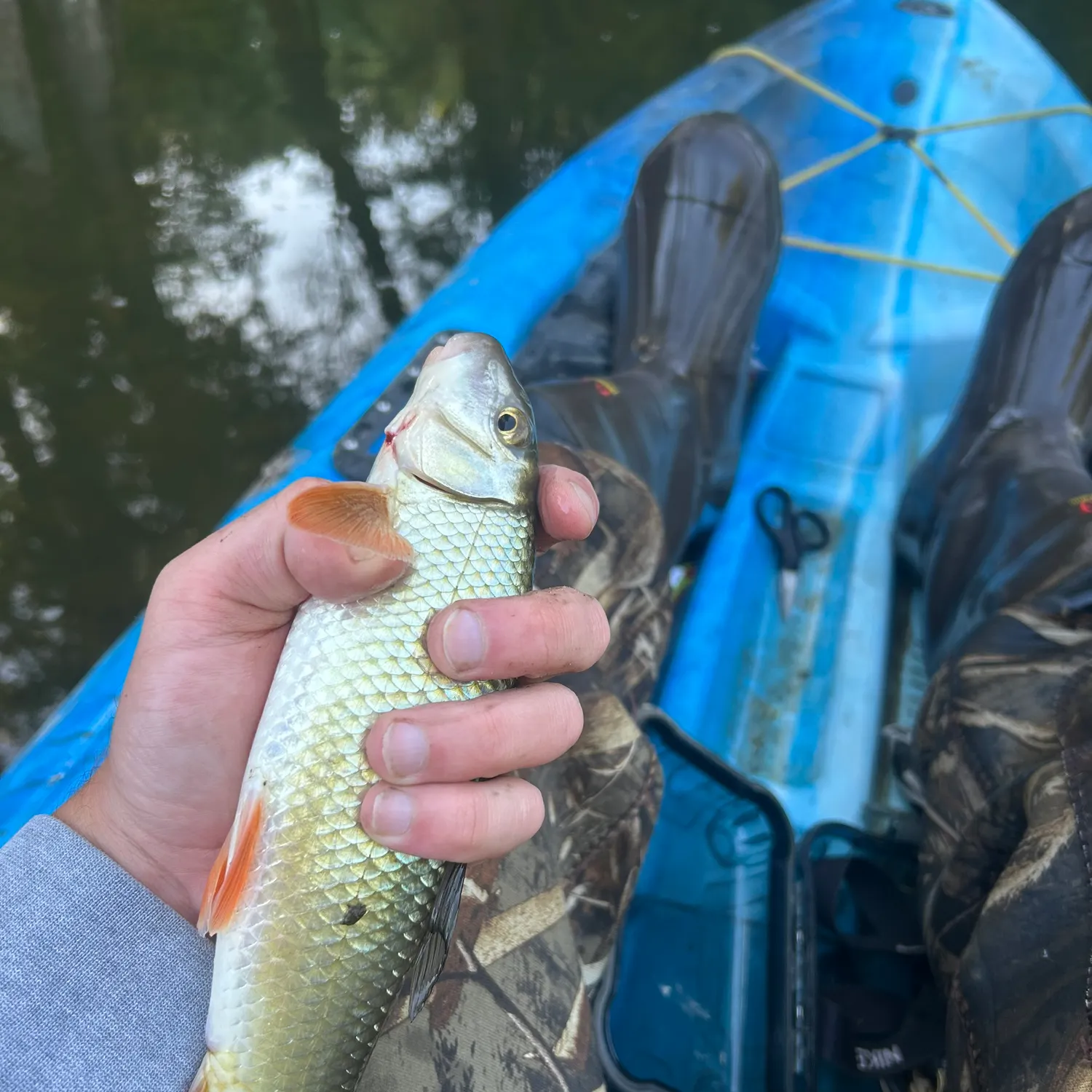 River carpsucker caught on Fishbrain