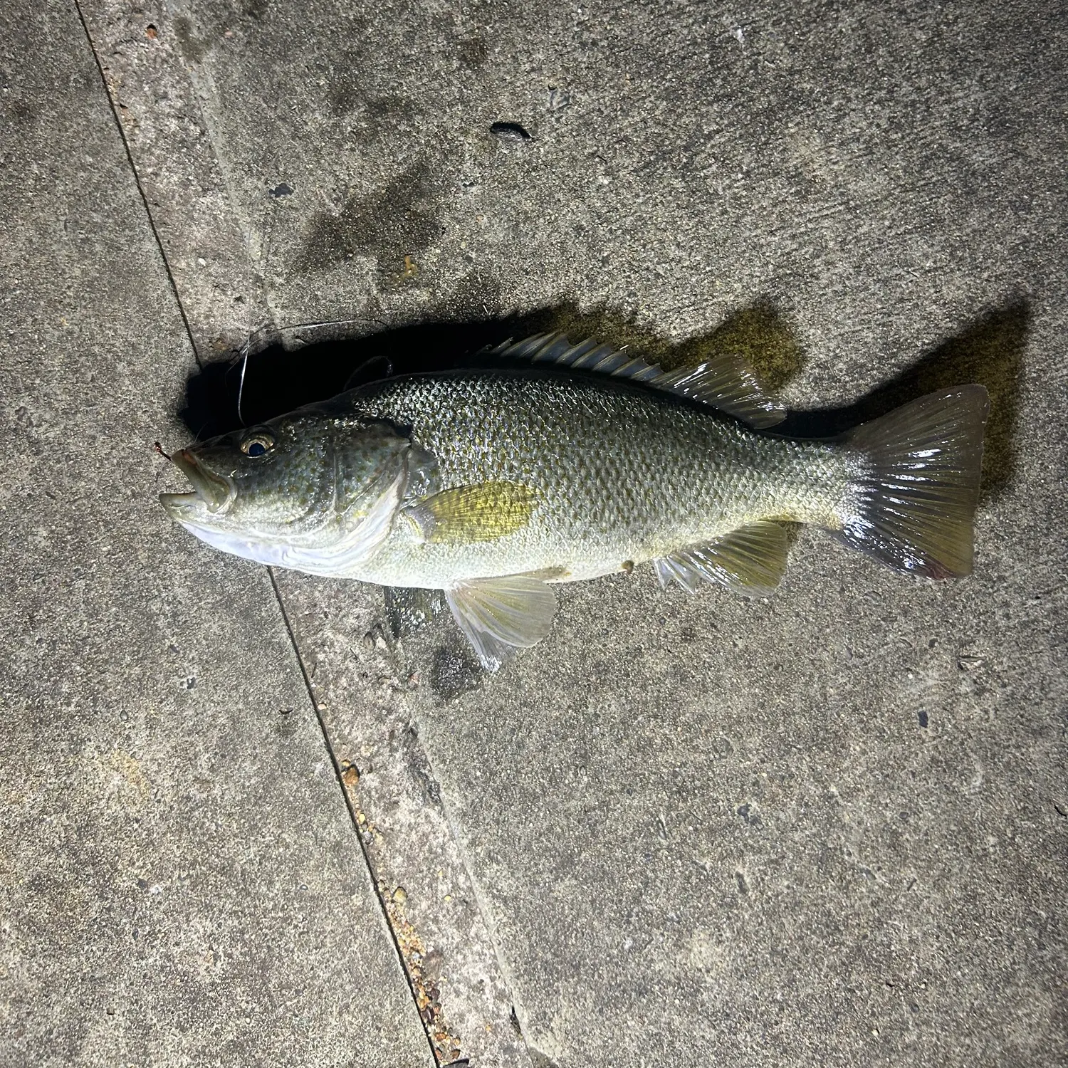 The most recent Australian bass catches on Fishbrain