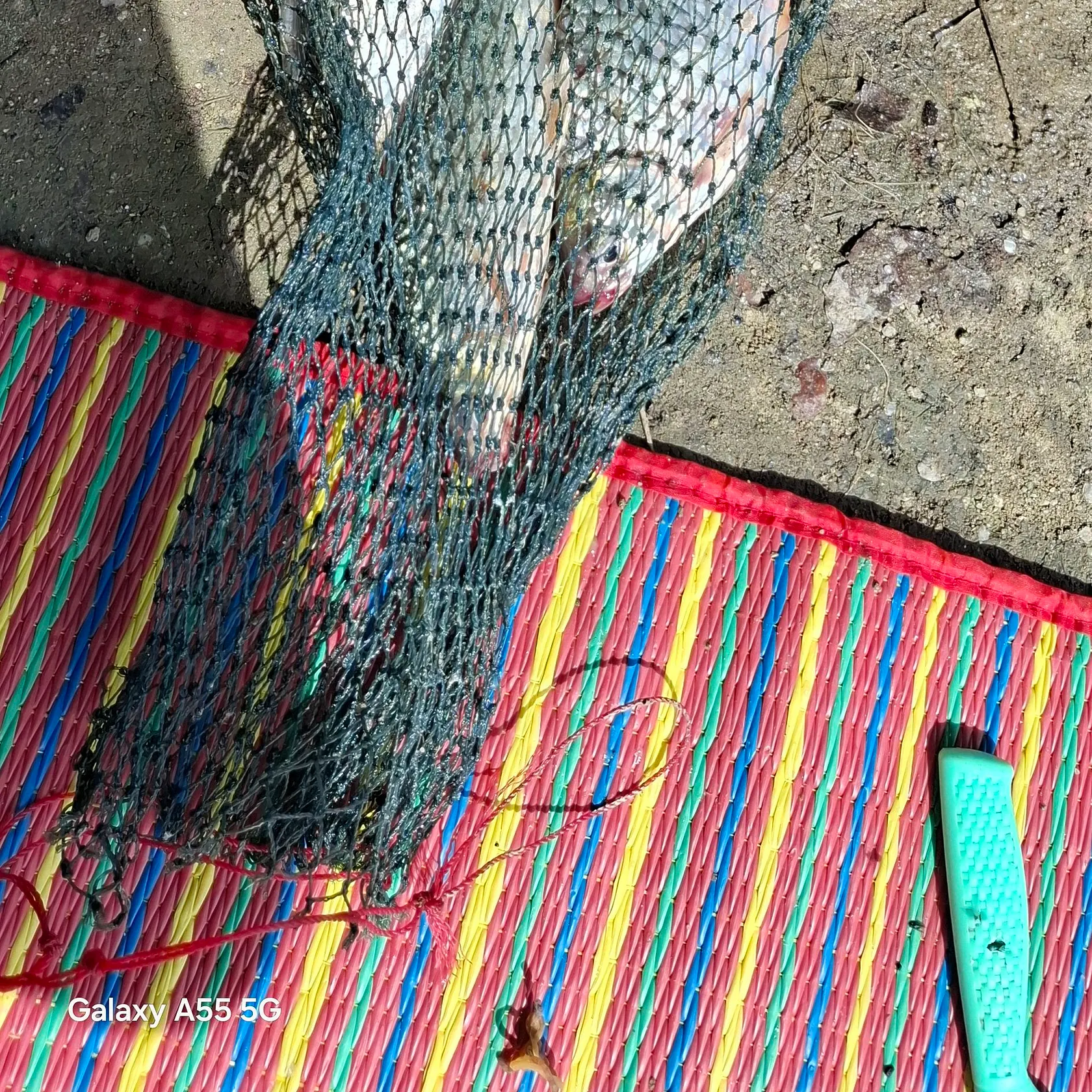 Java barb caught on Fishbrain