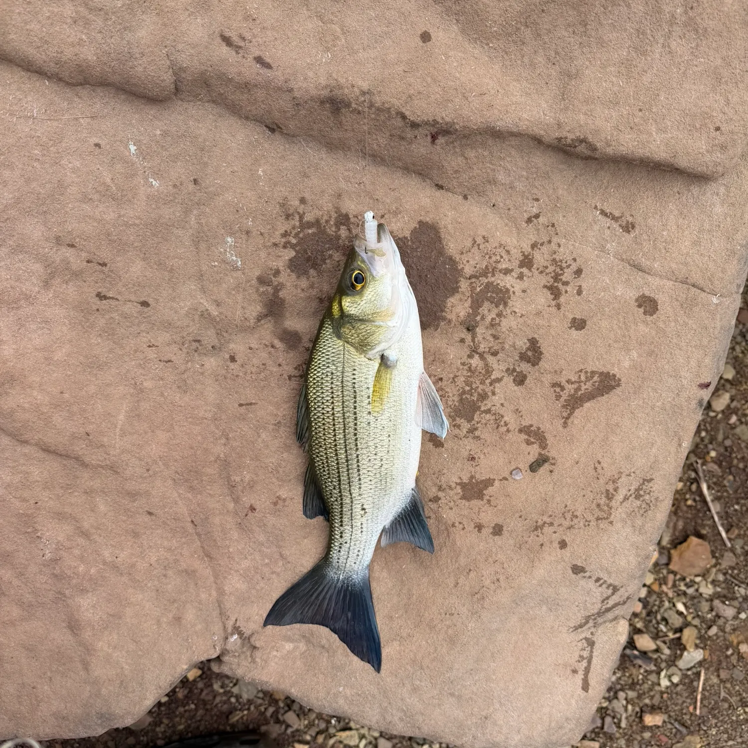 White bass caught on Fishbrain