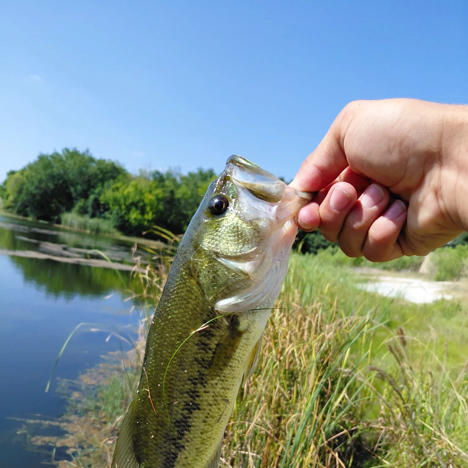 Fish caught on Fishbrain