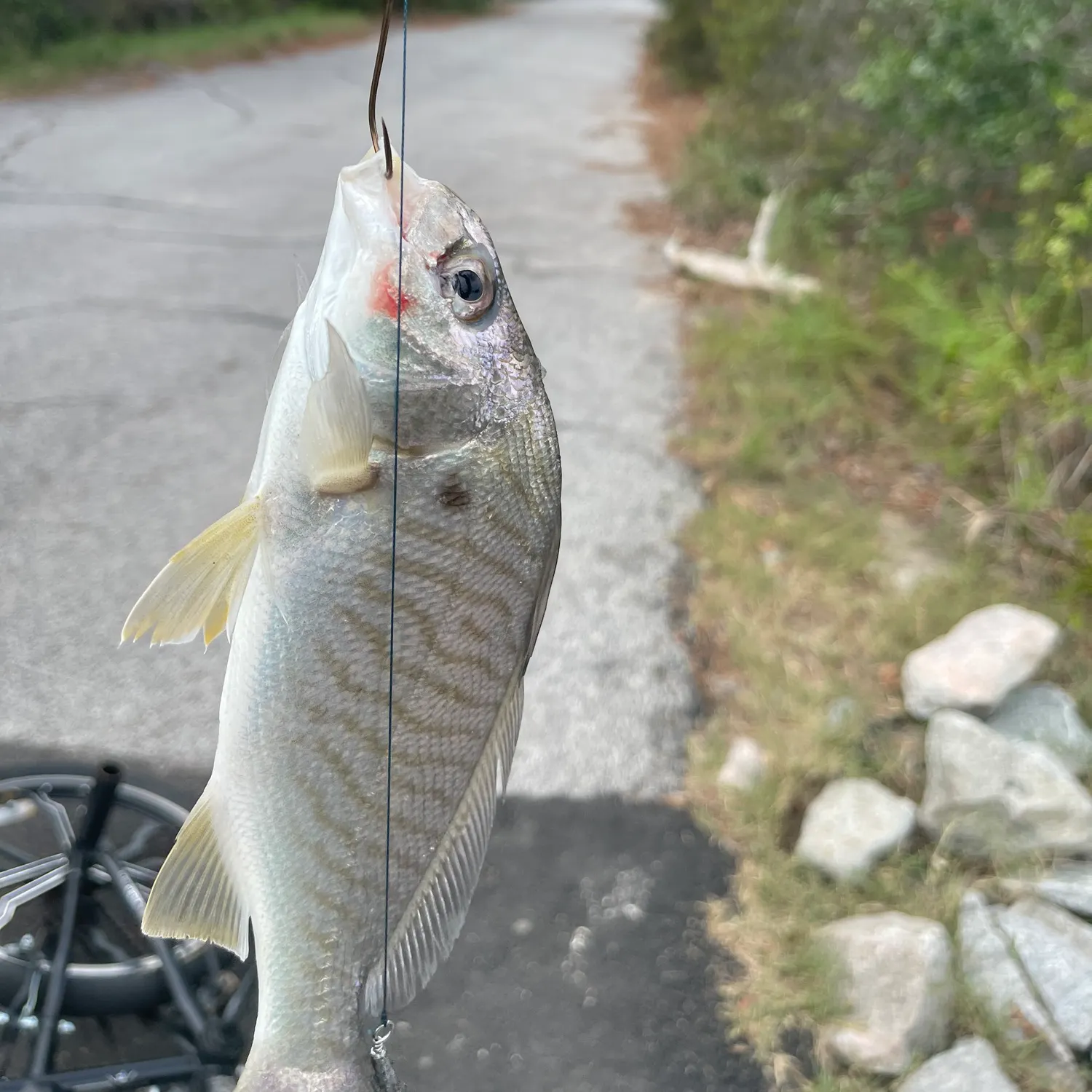 Spot croaker caught on Fishbrain