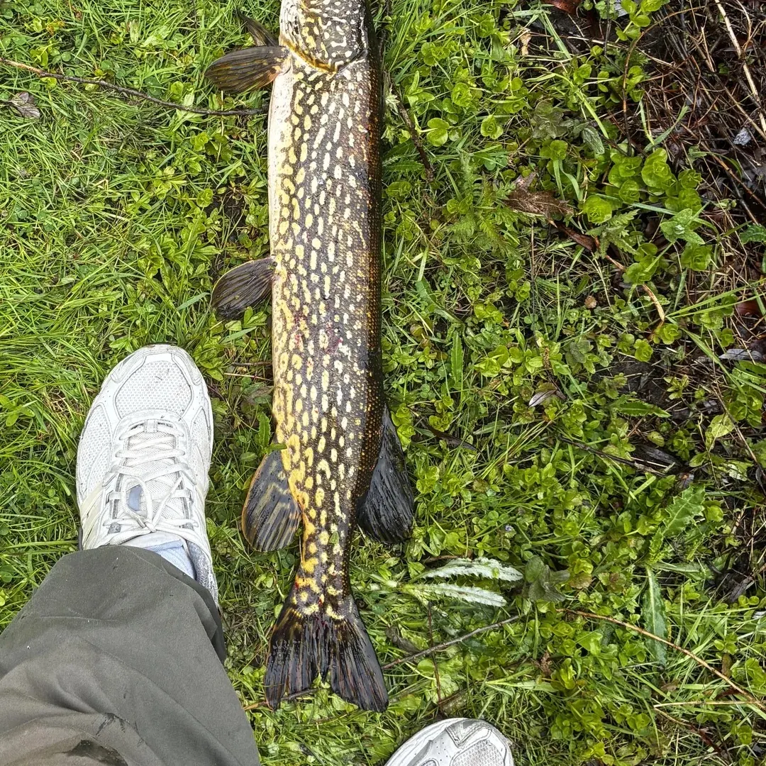 Northern pike caught on Fishbrain