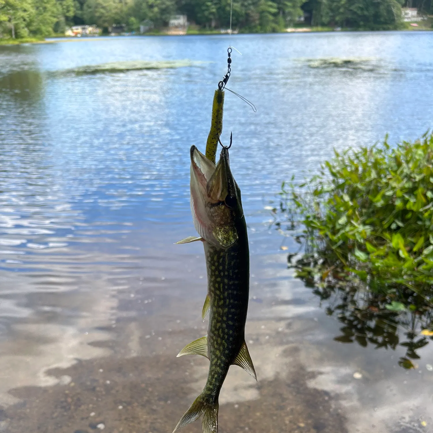 angler catch