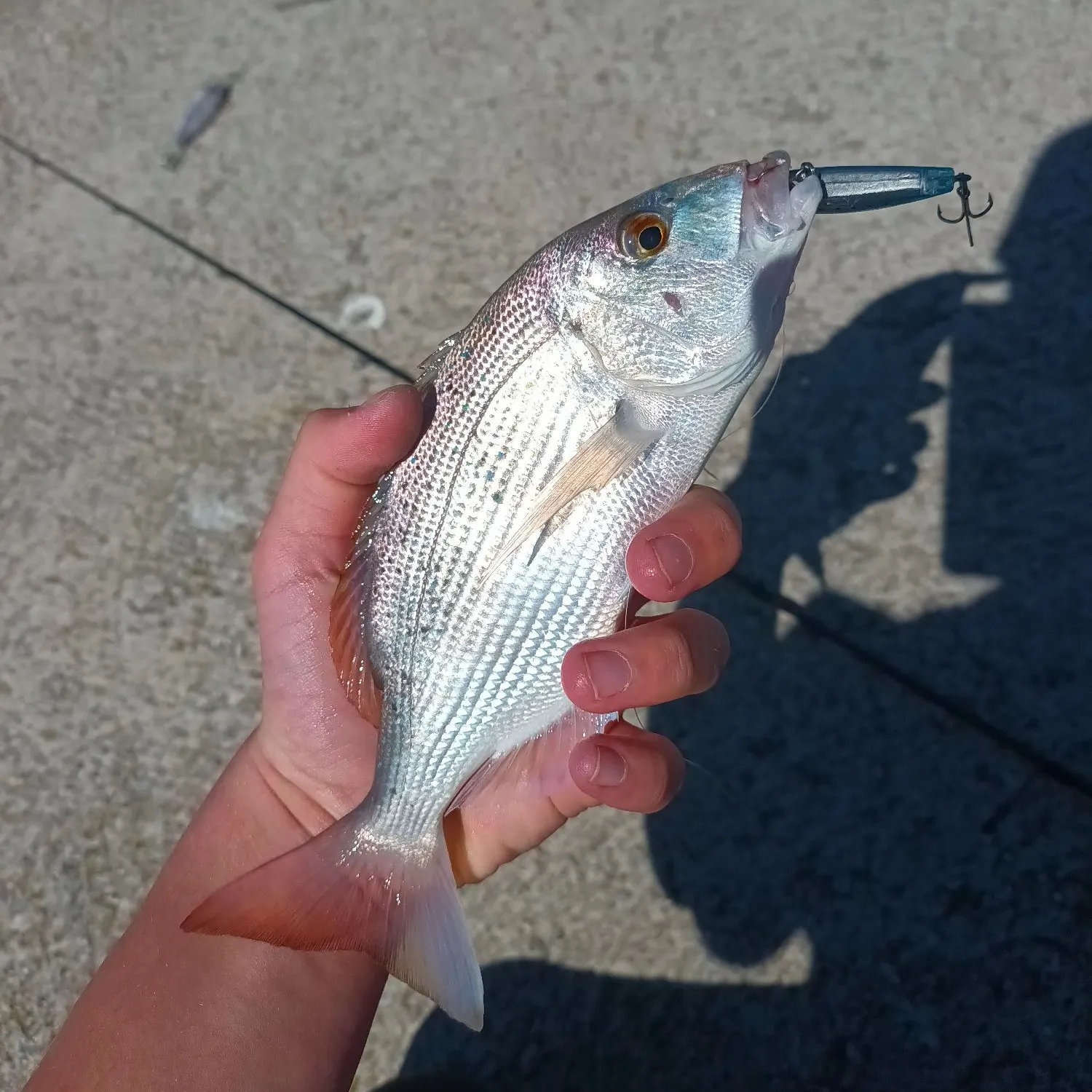 The most recent Common dentex catches on Fishbrain