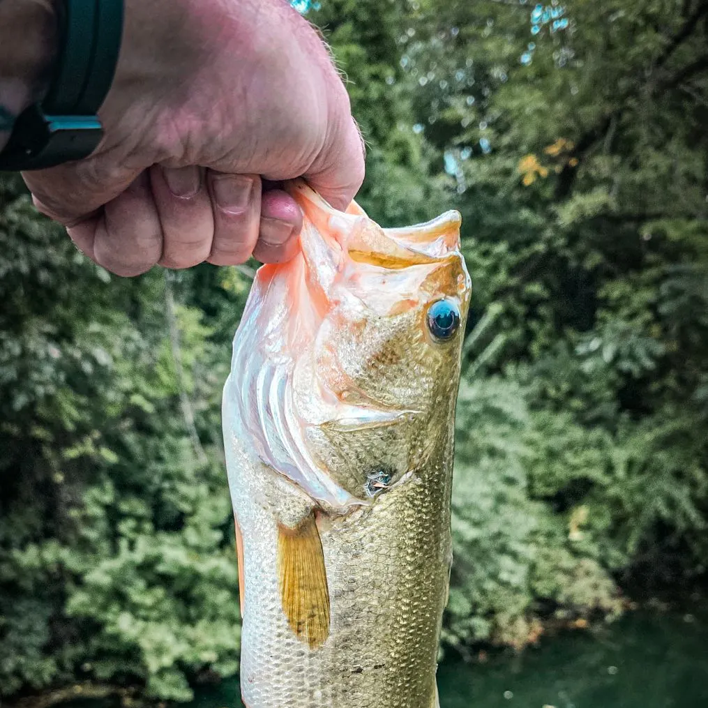 Largemouth bass caught on Fishbrain