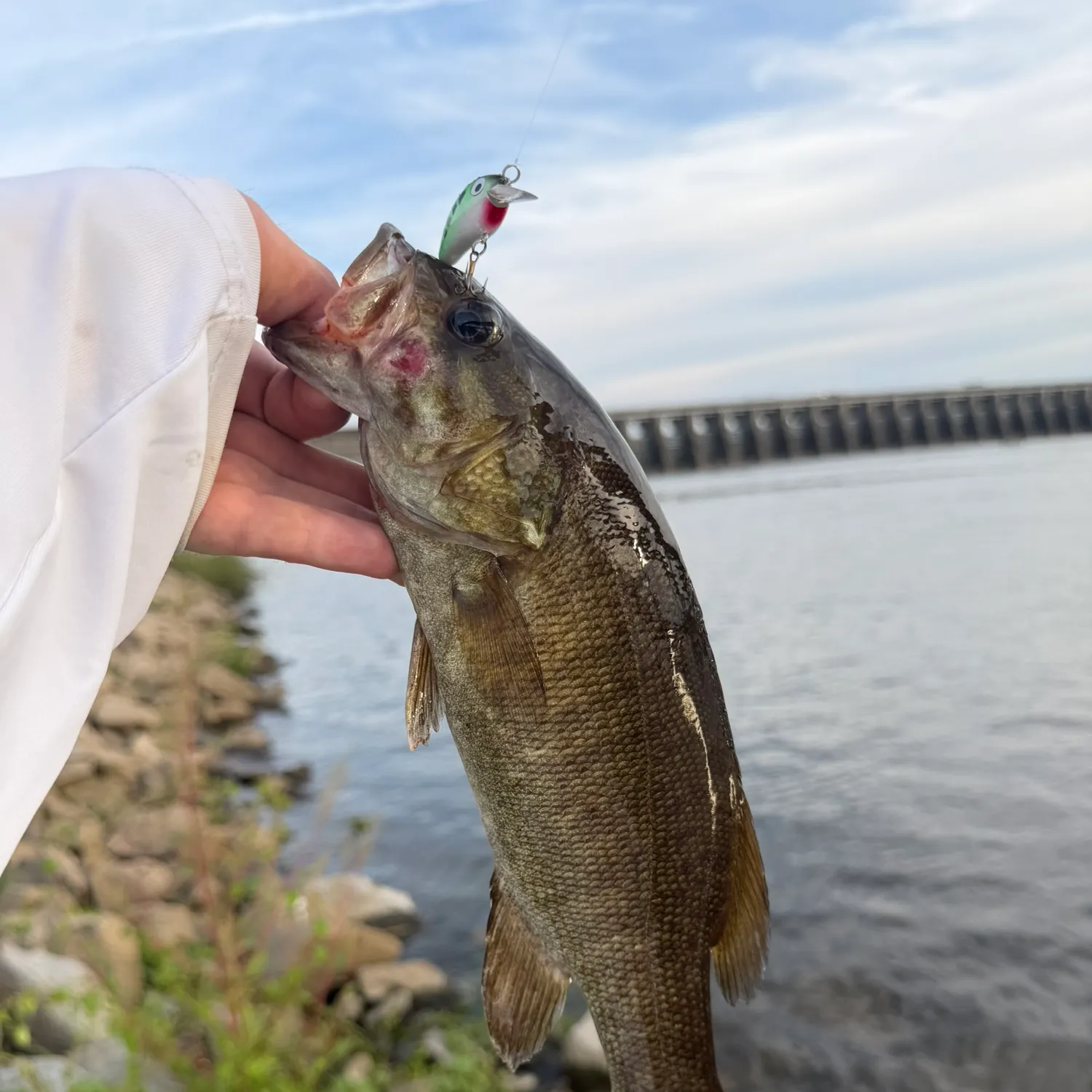 Smallmouth bass caught on Fishbrain