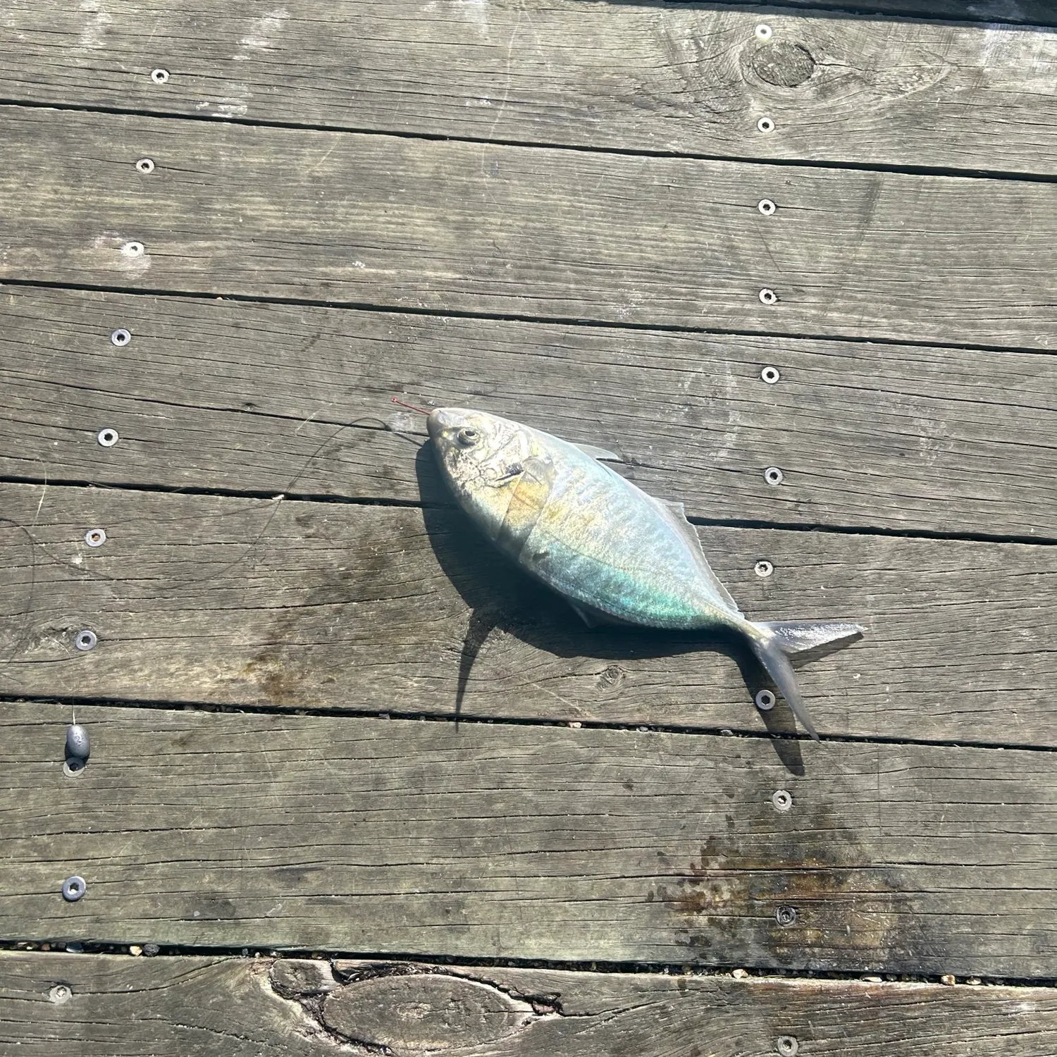 White trevally caught on Fishbrain