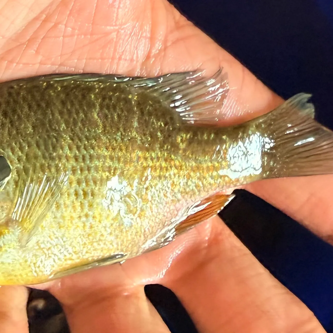 Longear sunfish caught on Fishbrain