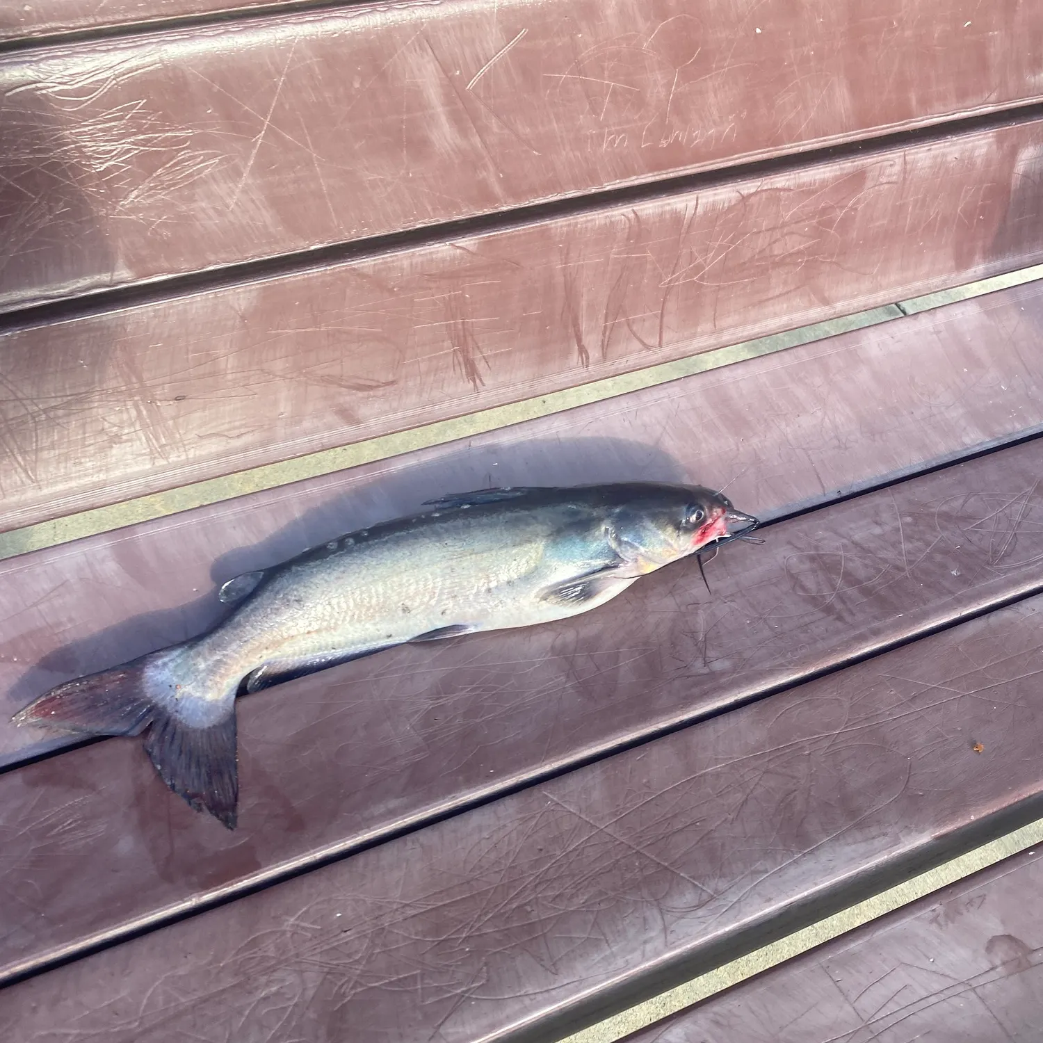 Channel catfish caught on Fishbrain