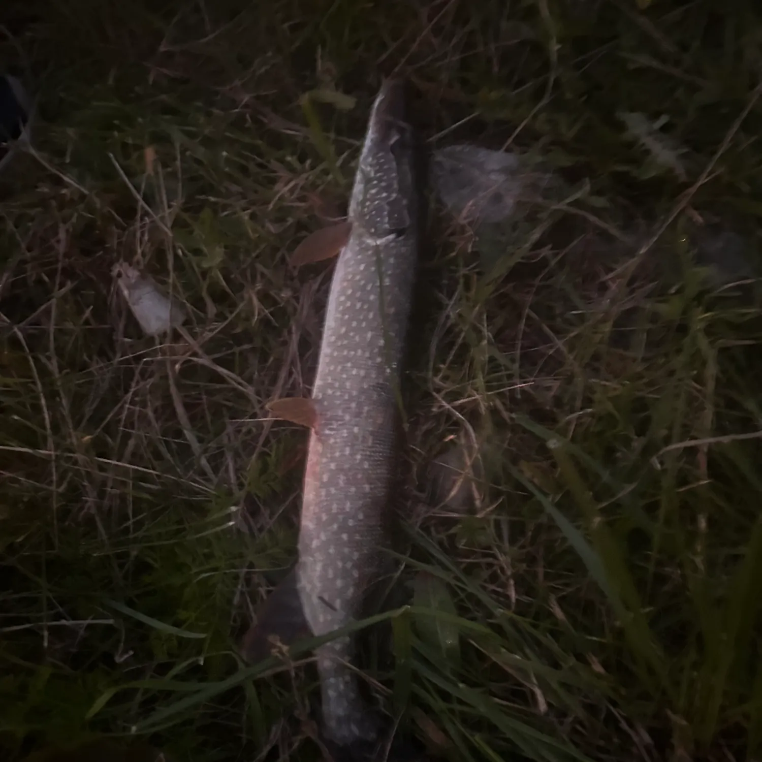 Northern pike caught on Fishbrain