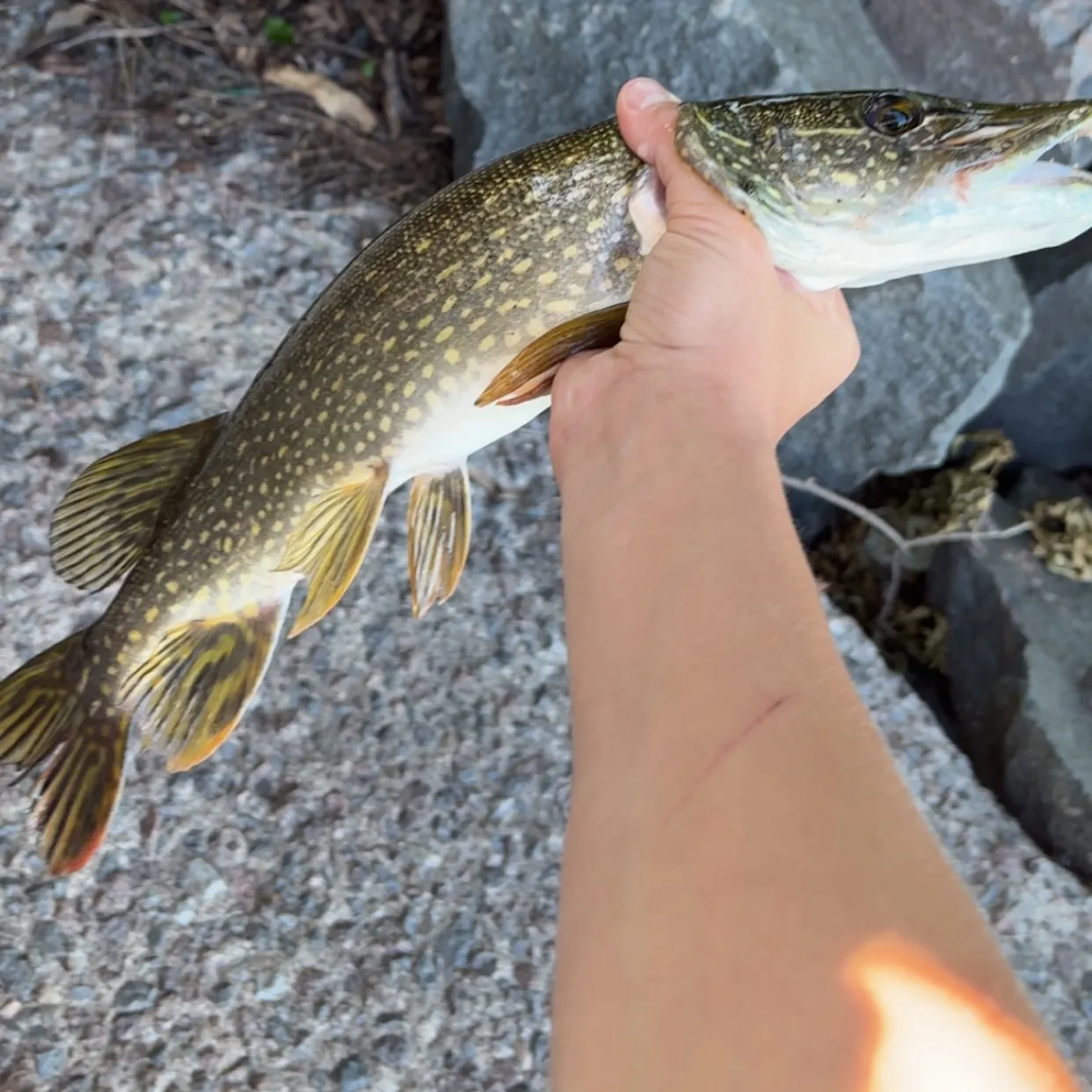 recently logged catches