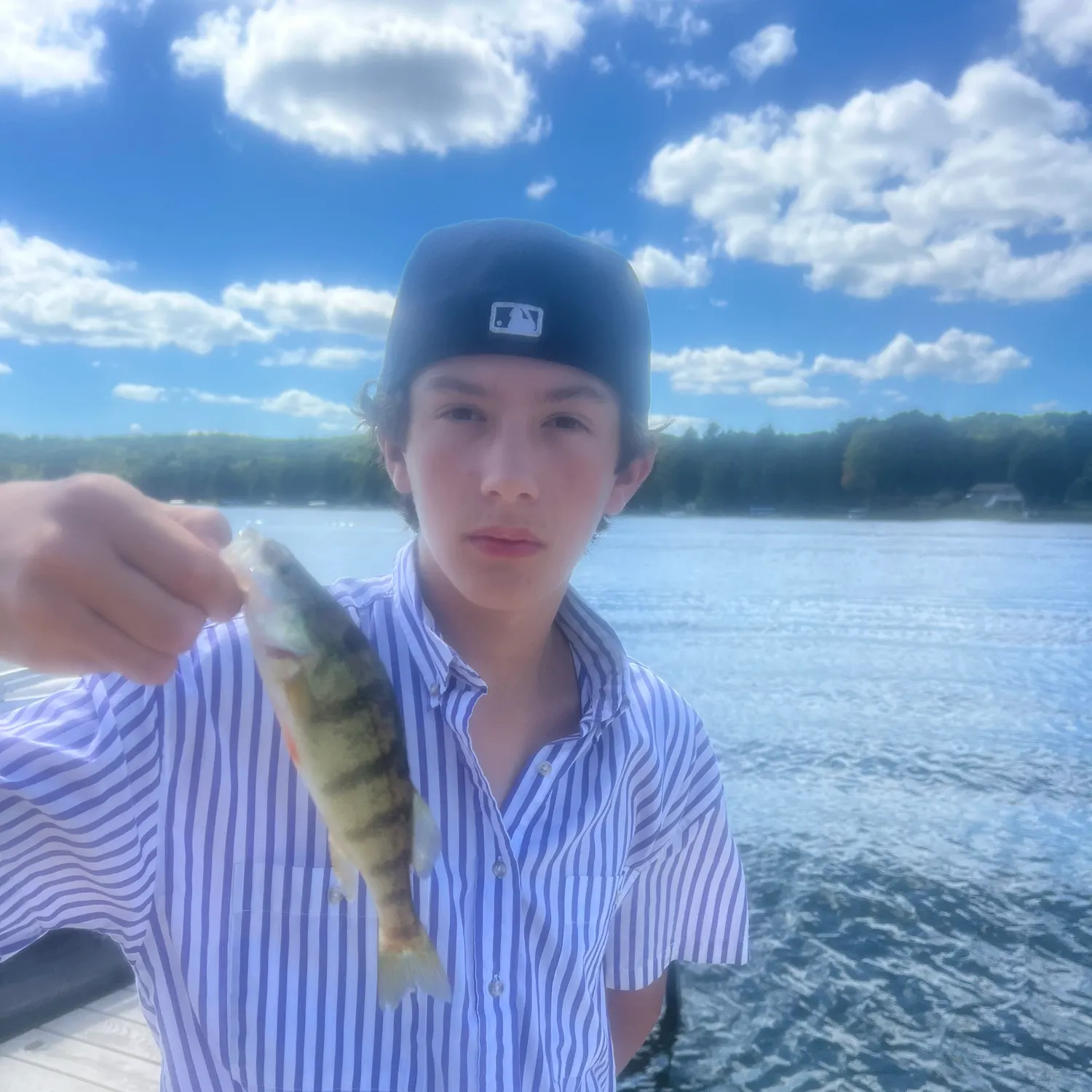 Yellow perch caught on Fishbrain