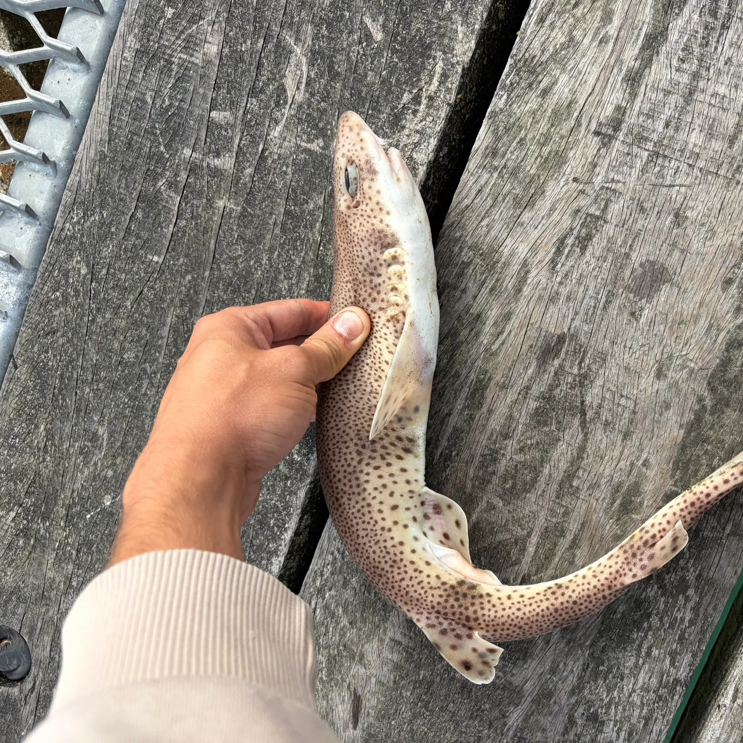 The most recent Lesser spotted dogfish catches on Fishbrain