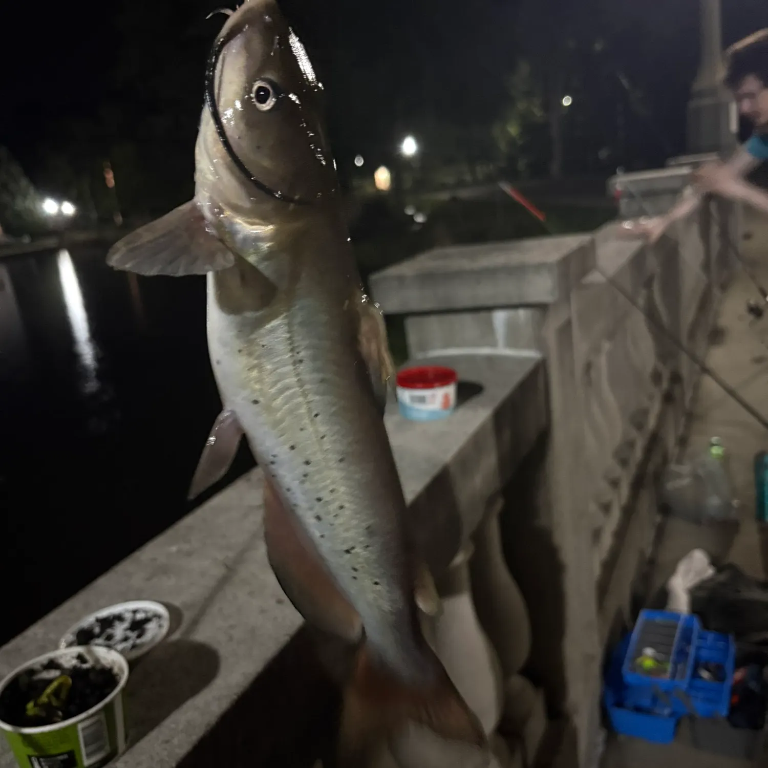 Channel catfish caught on Fishbrain