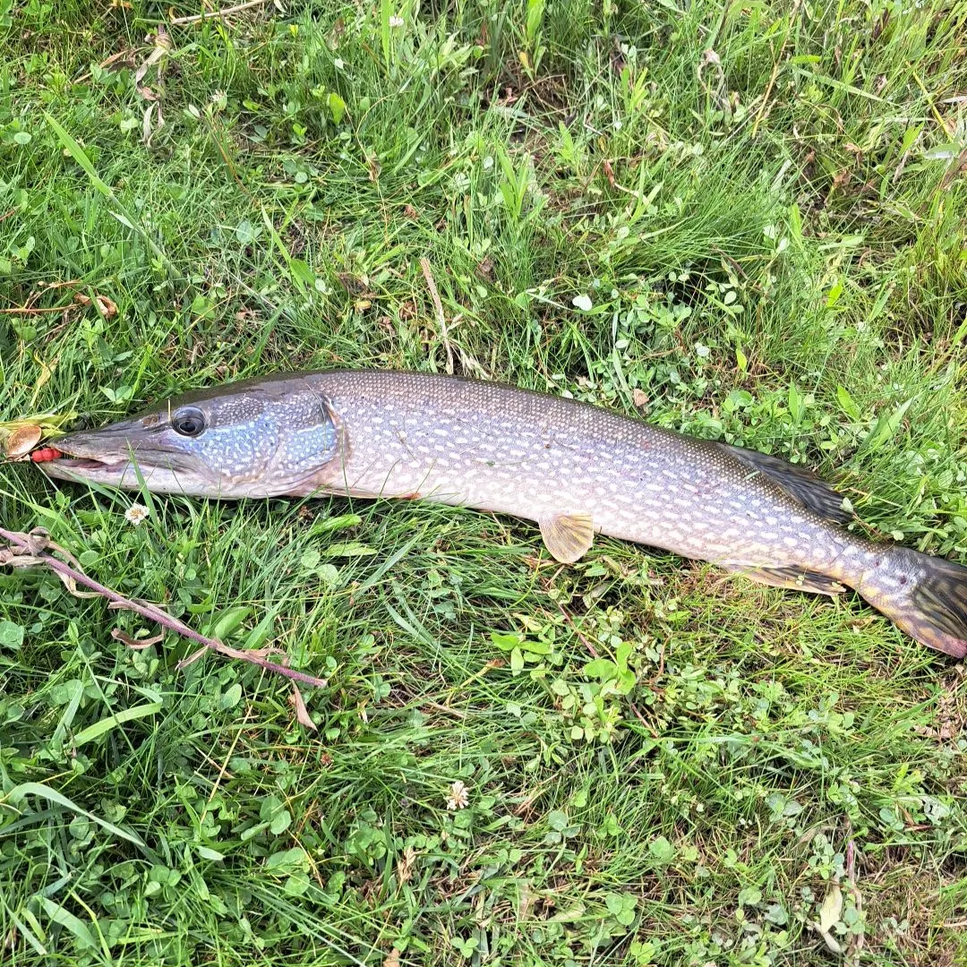 Northern pike caught on Fishbrain