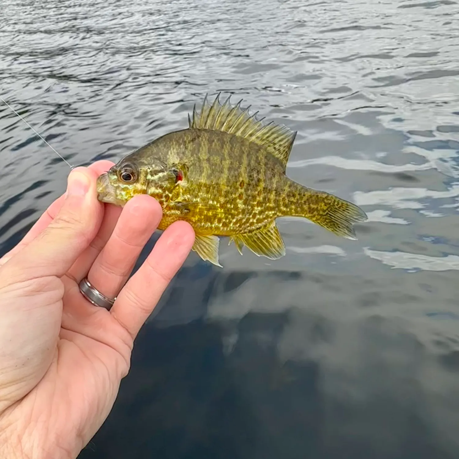 Redear sunfish caught on Fishbrain