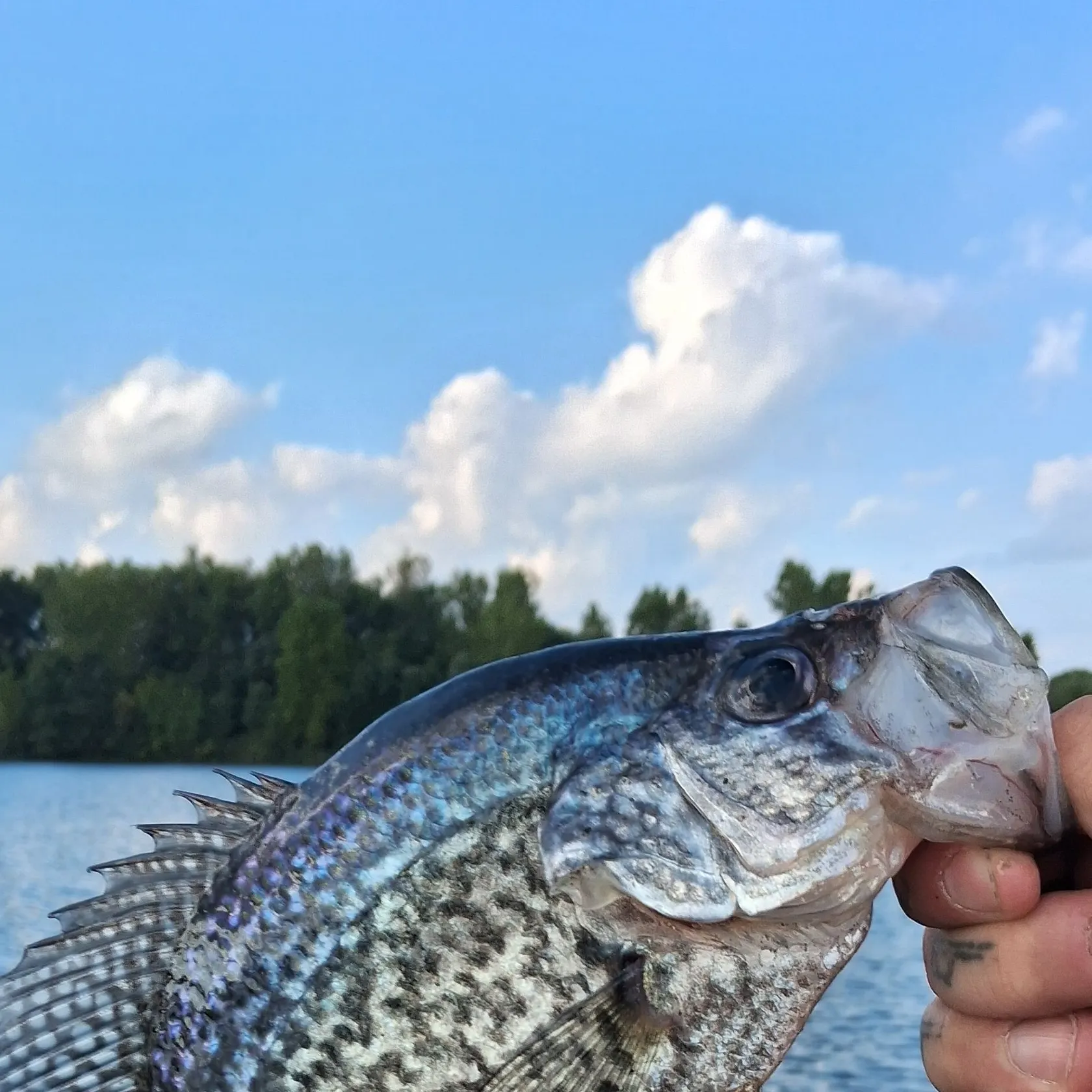 Fish caught on Fishbrain