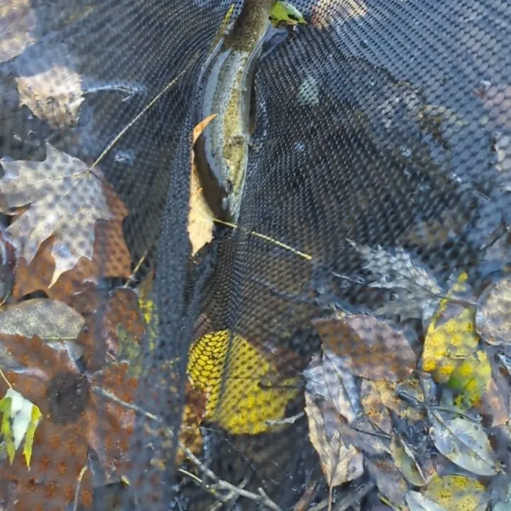 Smallmouth bass caught on Fishbrain