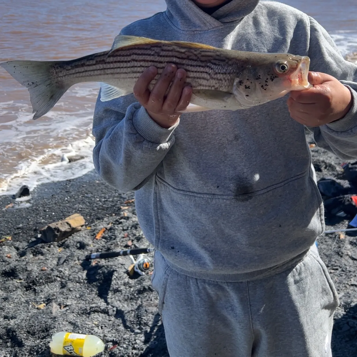 Striped bass caught on Fishbrain