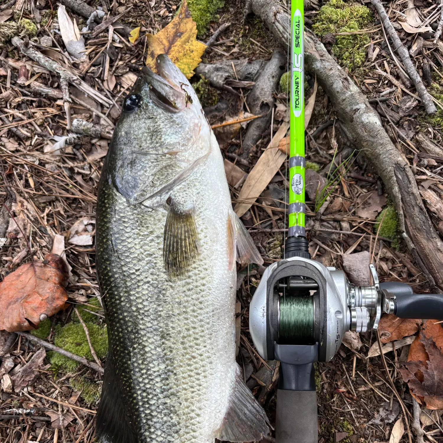 Largemouth bass caught on Fishbrain