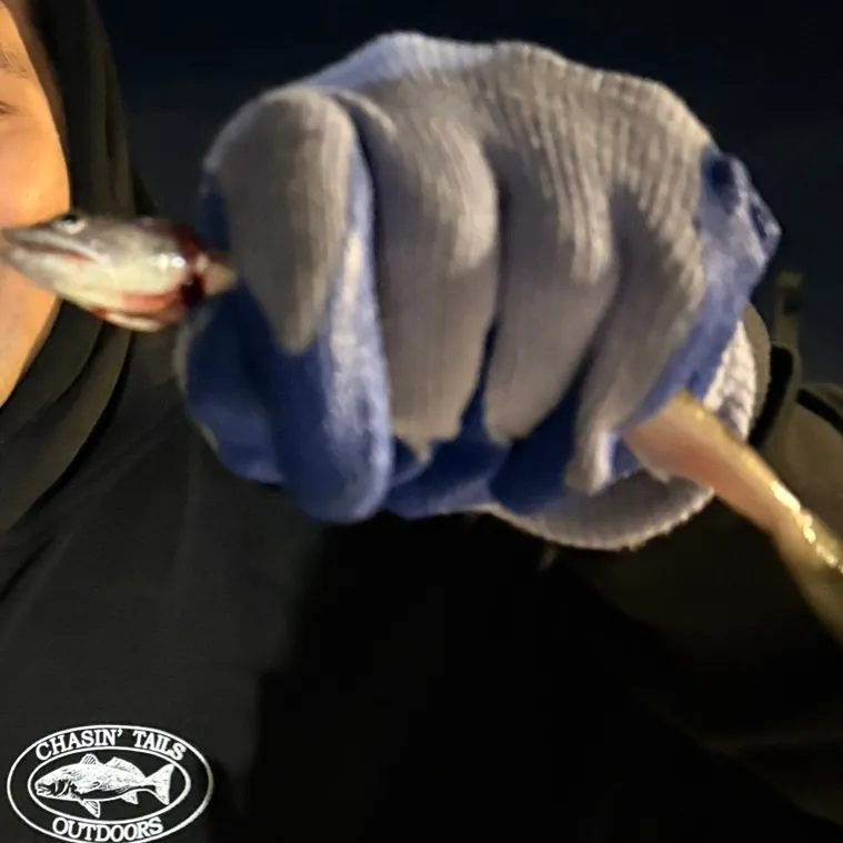 Great white shark caught on Fishbrain