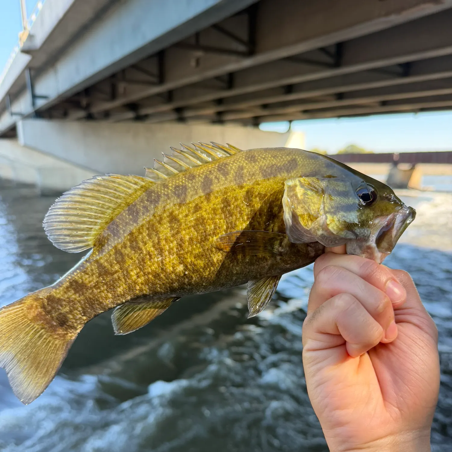 Smallmouth bass caught on Fishbrain