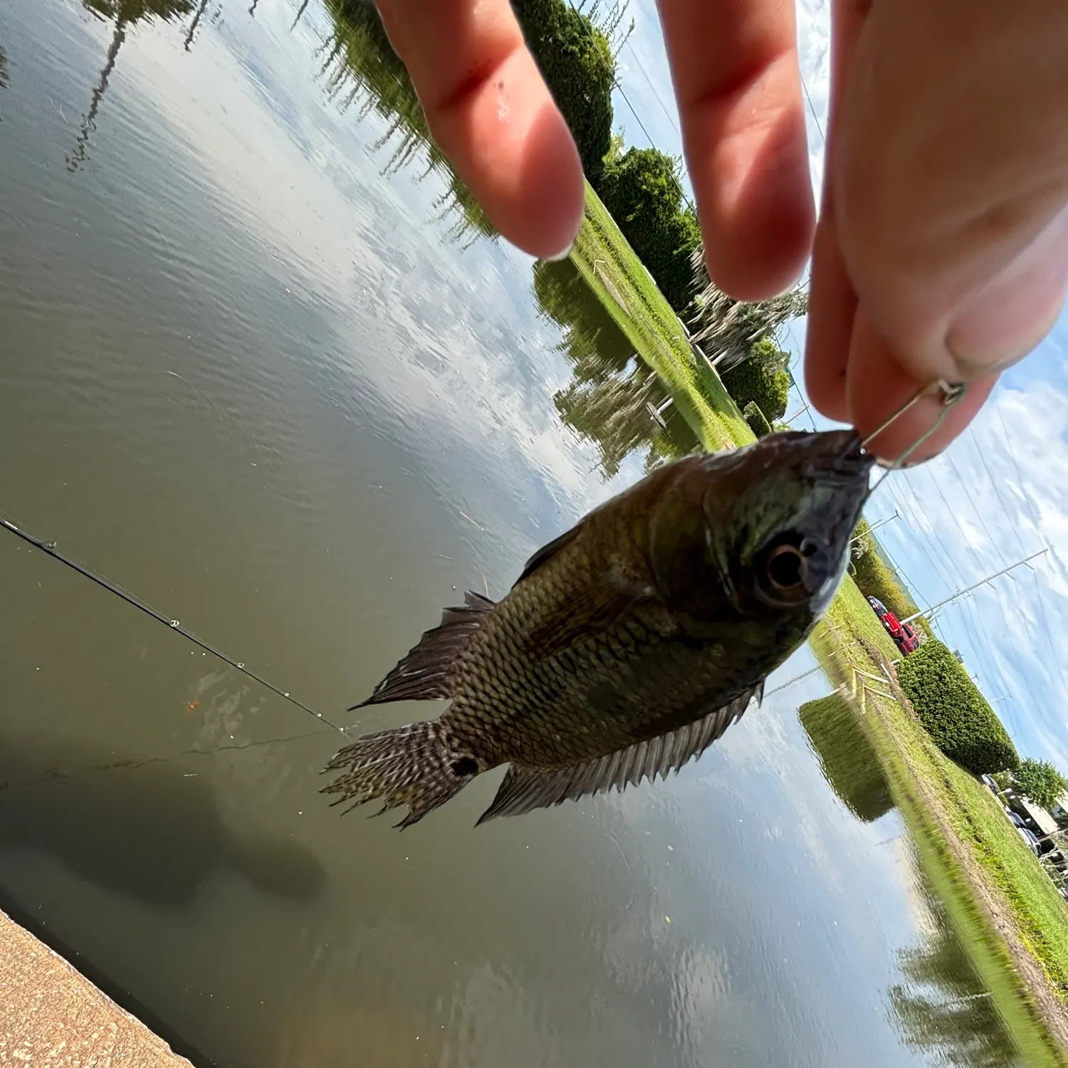 The most recent Blue acara catches on Fishbrain