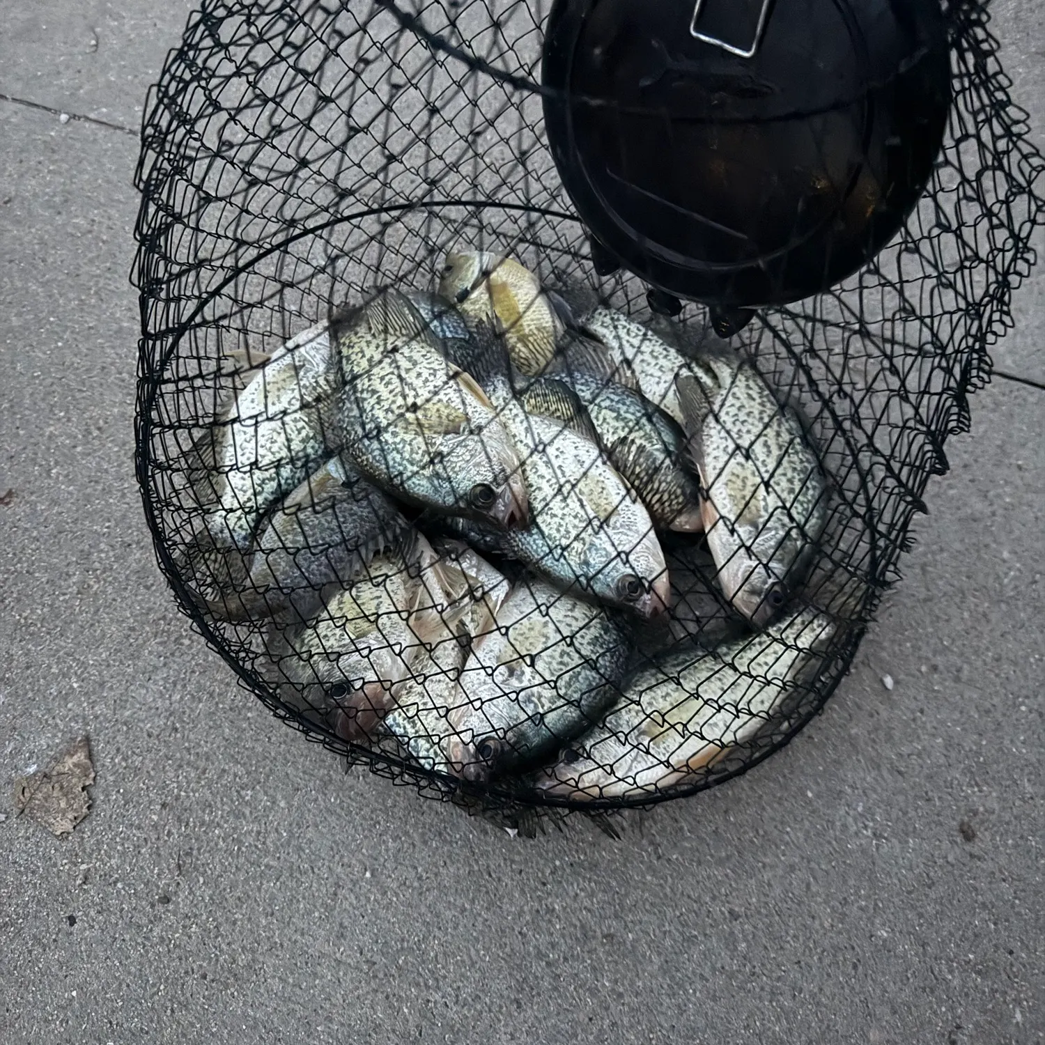 Black crappie caught on Fishbrain