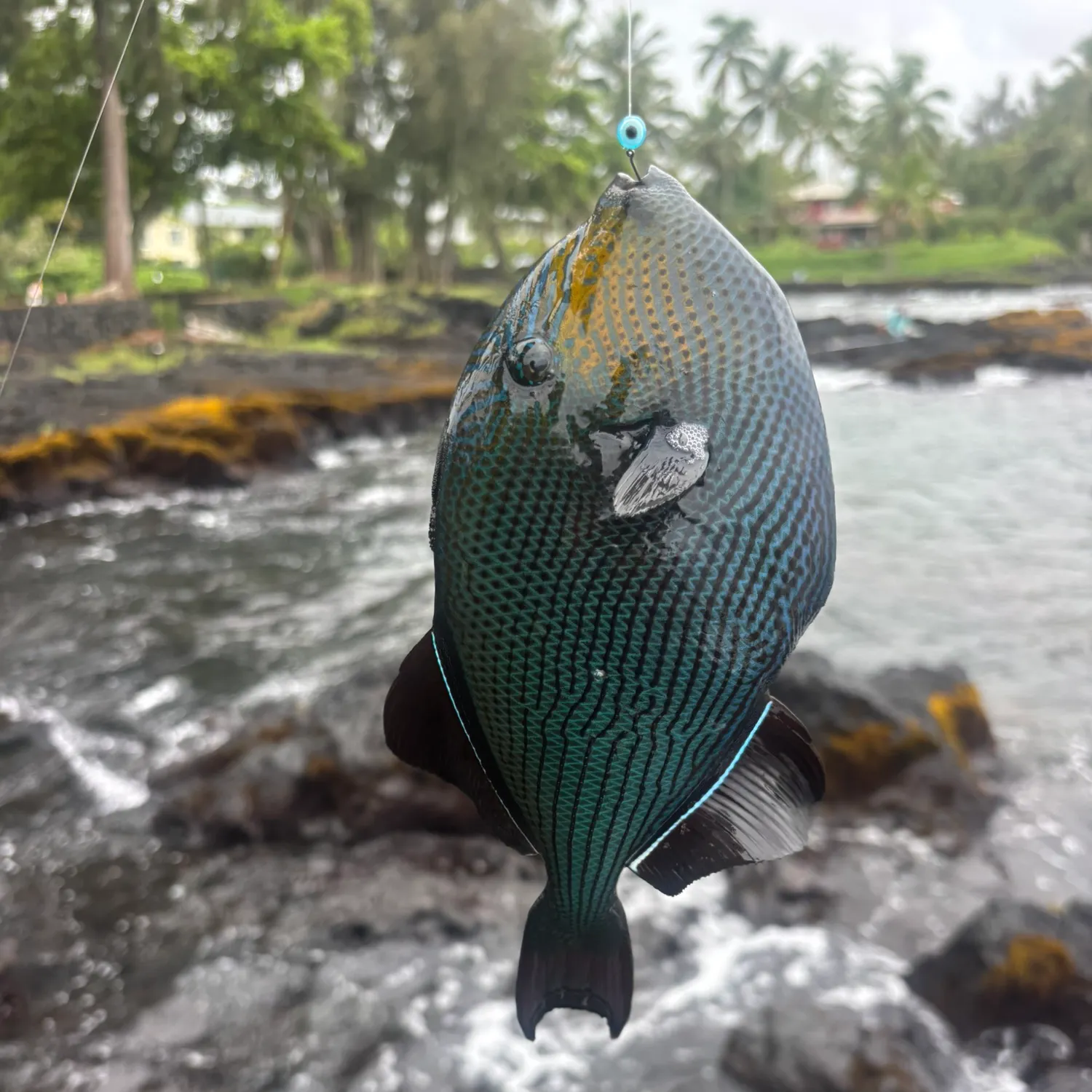 The most recent Black triggerfish catches on Fishbrain